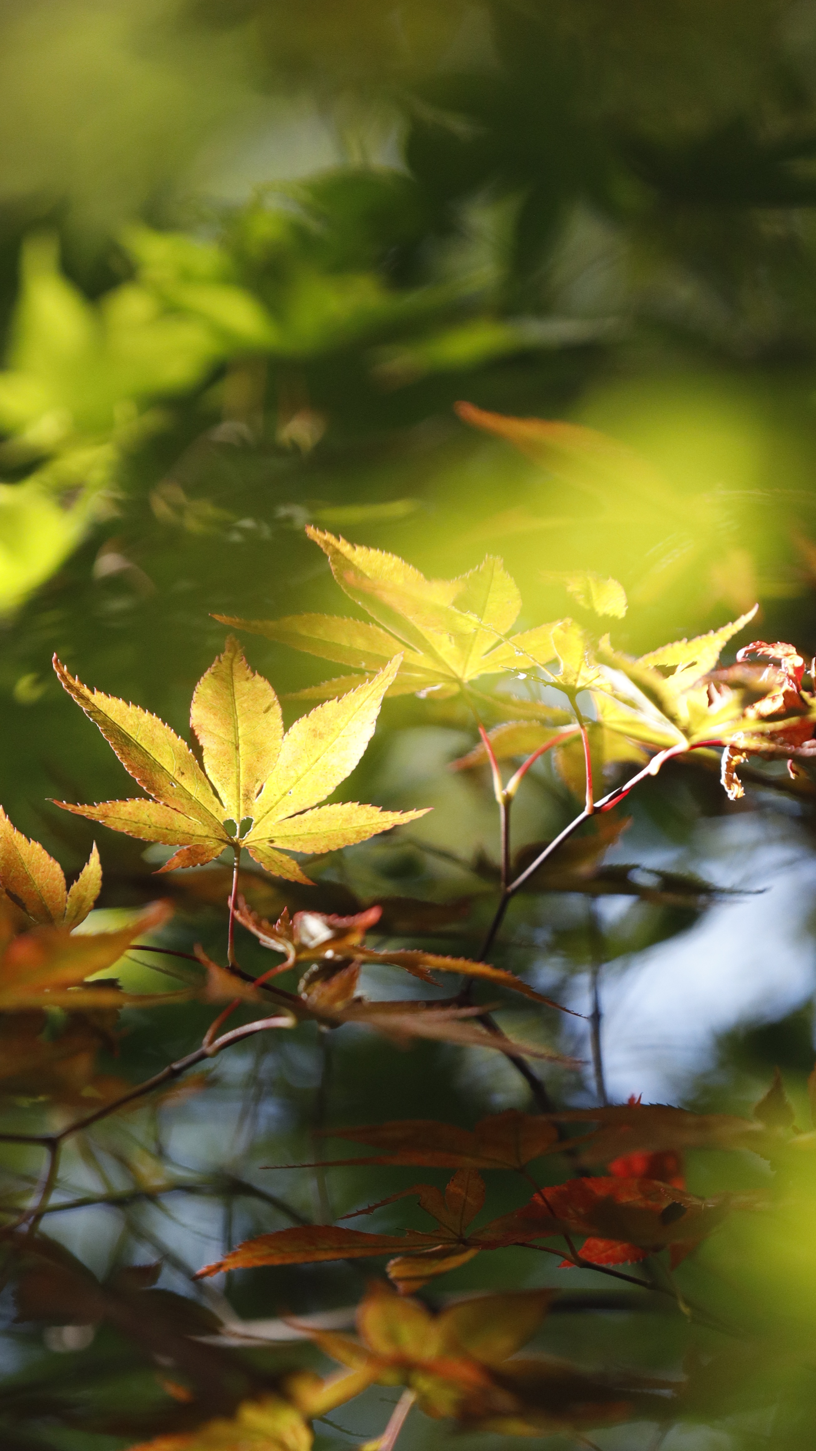 小林もみじ園にて、「鮮やかに照らされるもみじの紅葉」と感じた写真です。