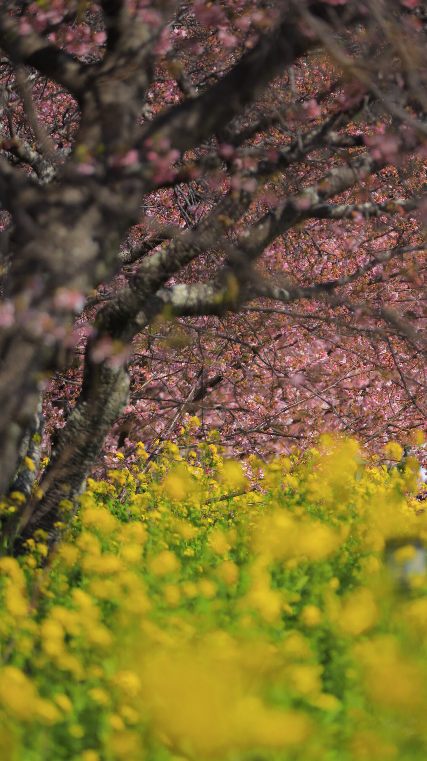 河津町・河津桜まつりで、河津桜と菜の花の共演を捉えた早春を代表する花景色