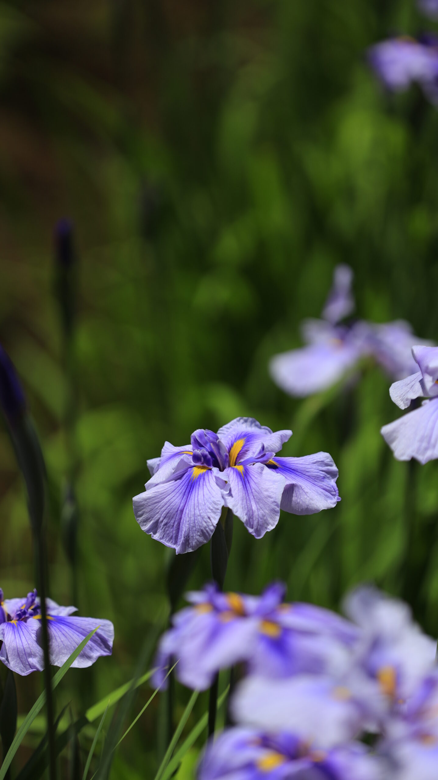吹上しょうぶ公園の綺麗に咲く花菖蒲を斜め上から見た様子
