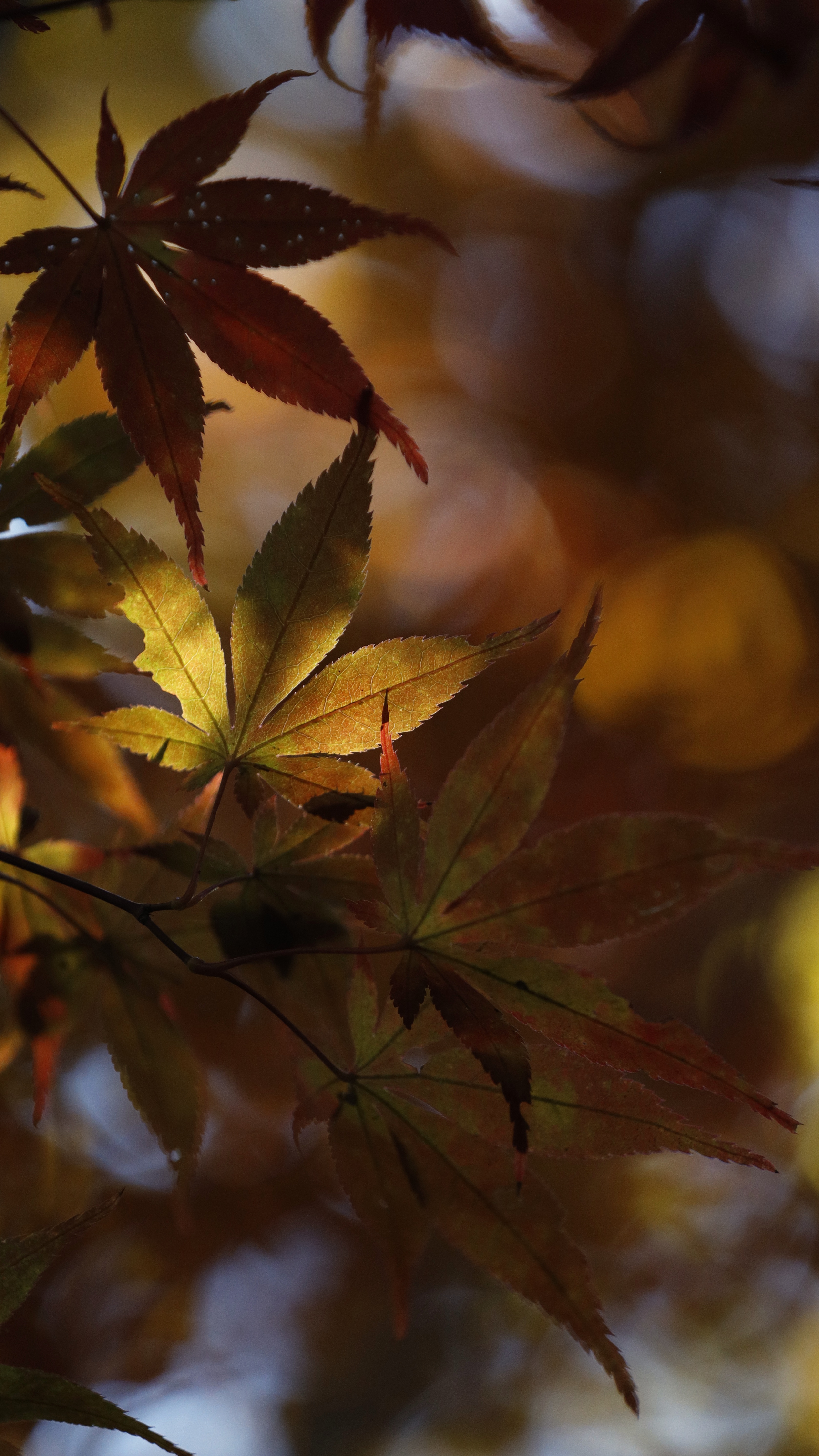 小林もみじ園にて、「幻想的な光が差し込むもみじの紅葉」と感じた写真です。