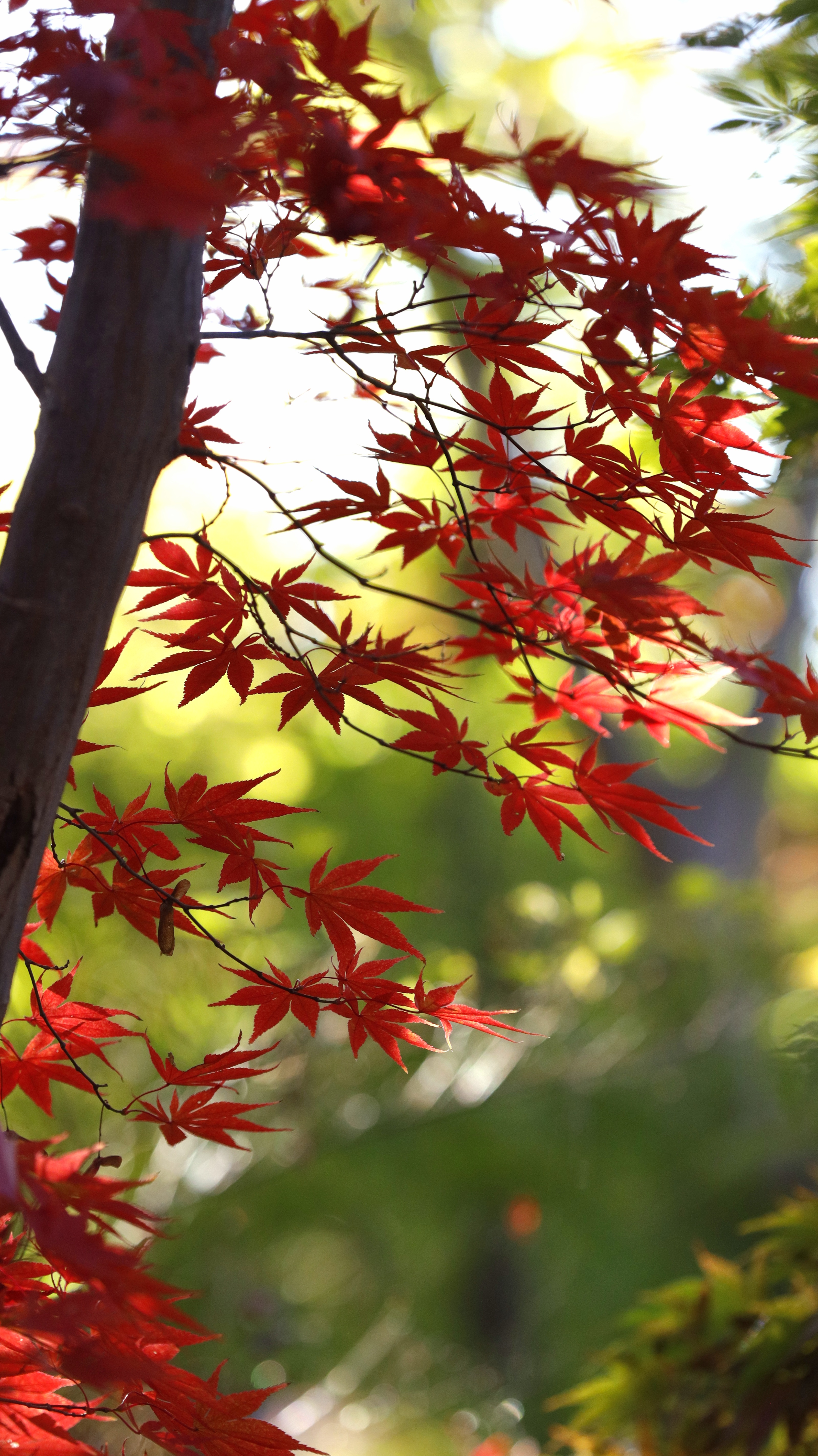 小林もみじ園にて、「風に揺れる紅葉のもみじ」と感じた写真です。