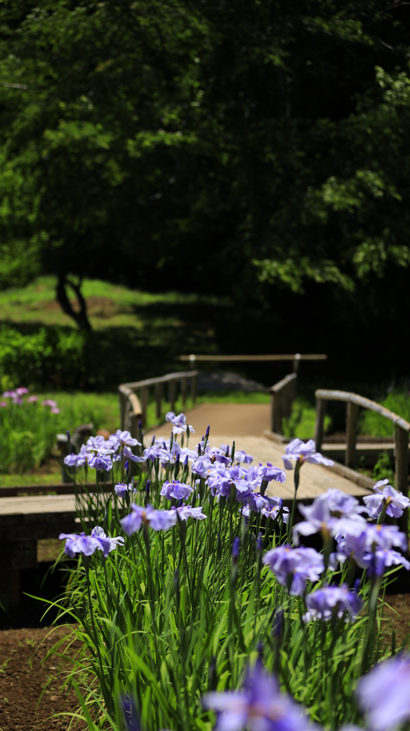 吹上しょうぶ公園の奥に続く道と手前に咲く花菖蒲
