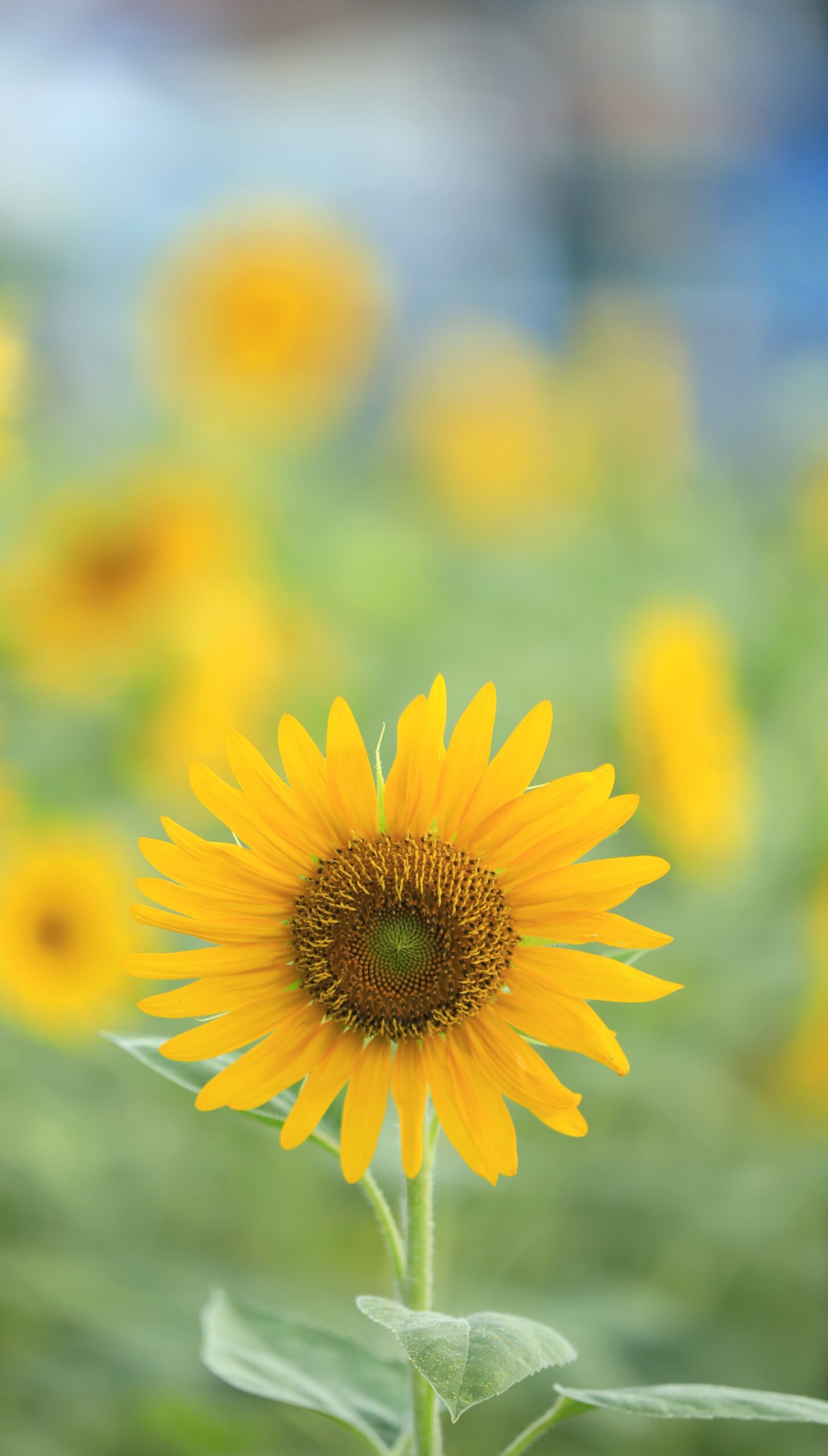 葛西臨海公園で形の可愛いひまわりを正面から撮影した夏の花の写真