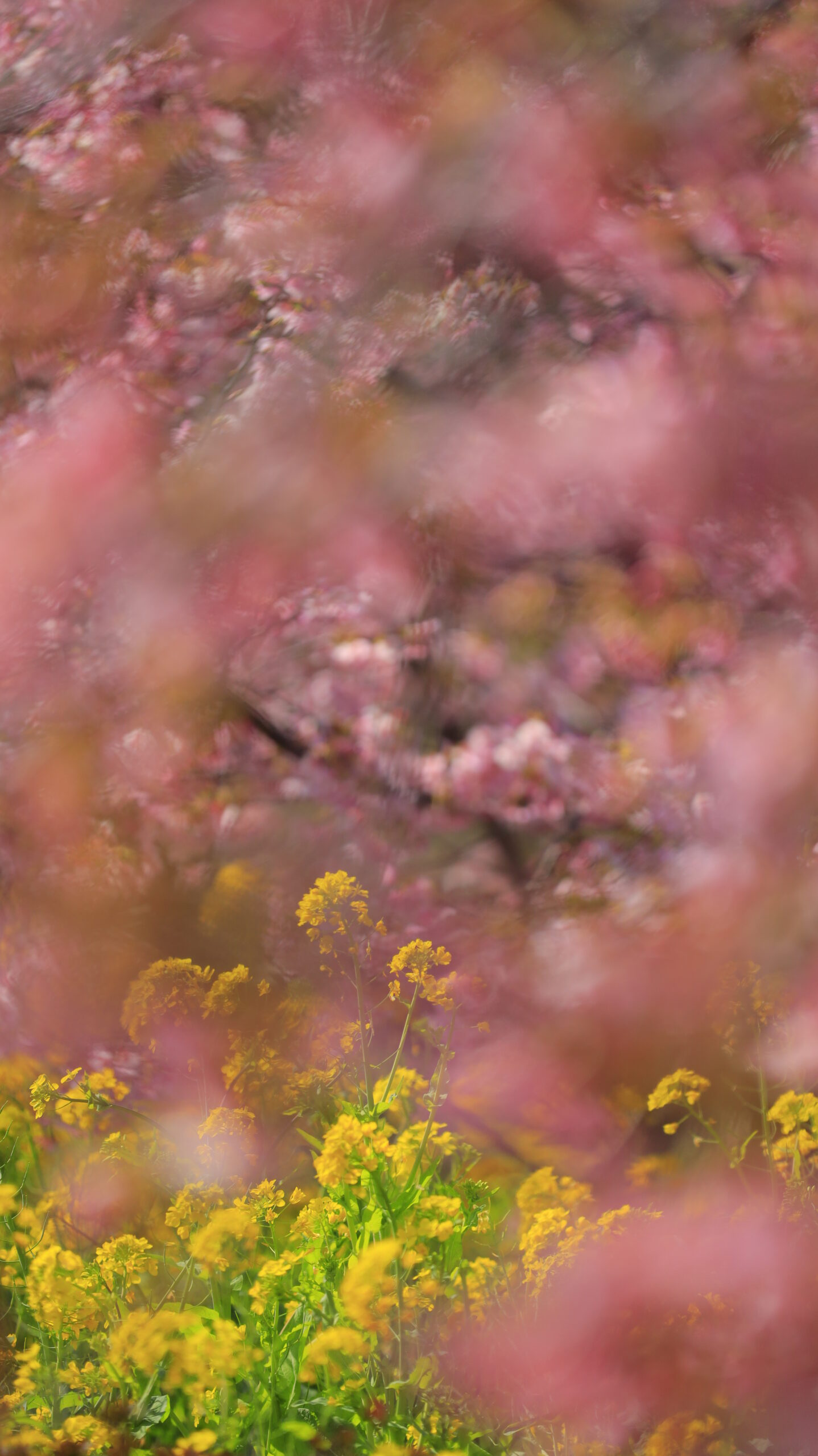 河津町・河津桜まつりで、河津桜の隙間から菜の花にピントを合わせ色の対比を活かした構図