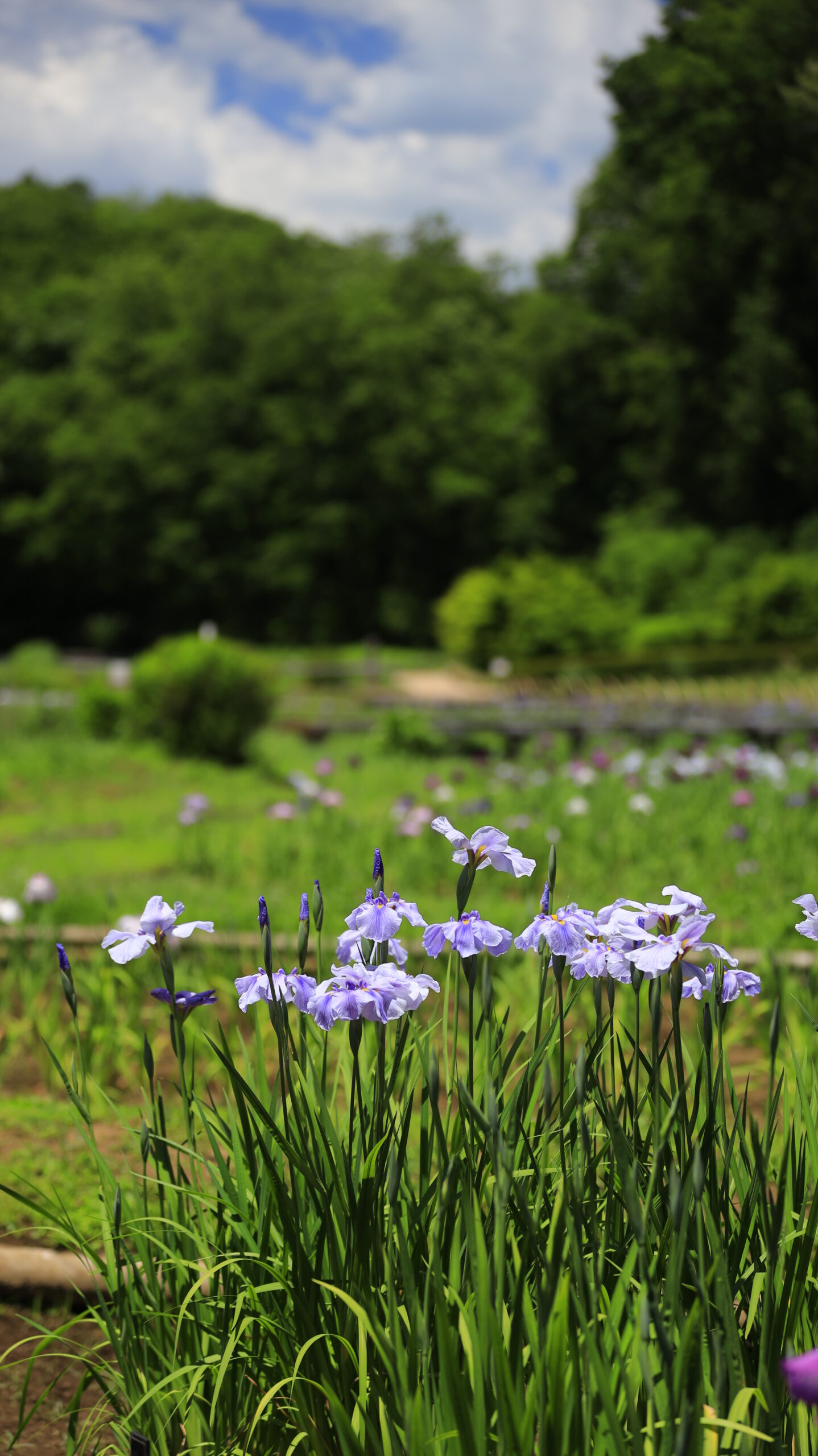 吹上しょうぶ公園の手前の花菖蒲と奥に広がる緑と青空