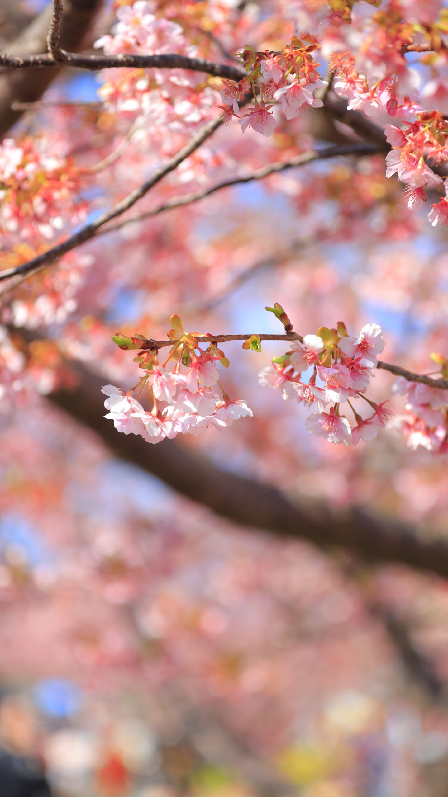 河津町・河津桜まつりで、光を受けて輝くカワヅザクラの鮮やかなピンクを際立たせた一枚