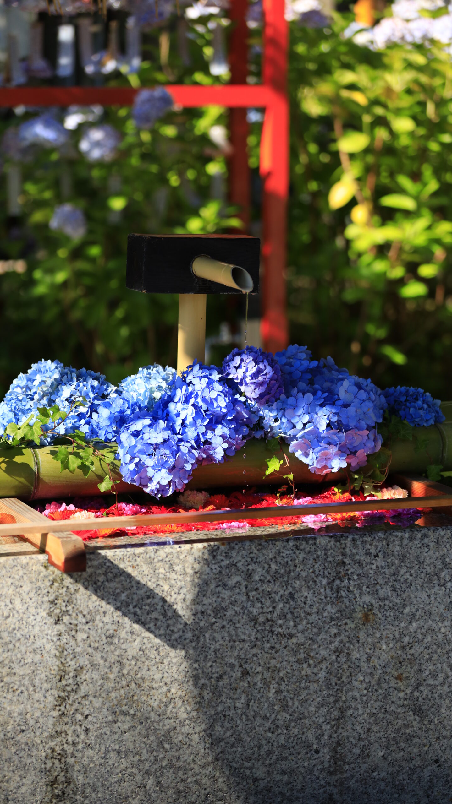 新潟総鎮守 白山神社で少し離れた場所から撮影した紫陽花の花手水