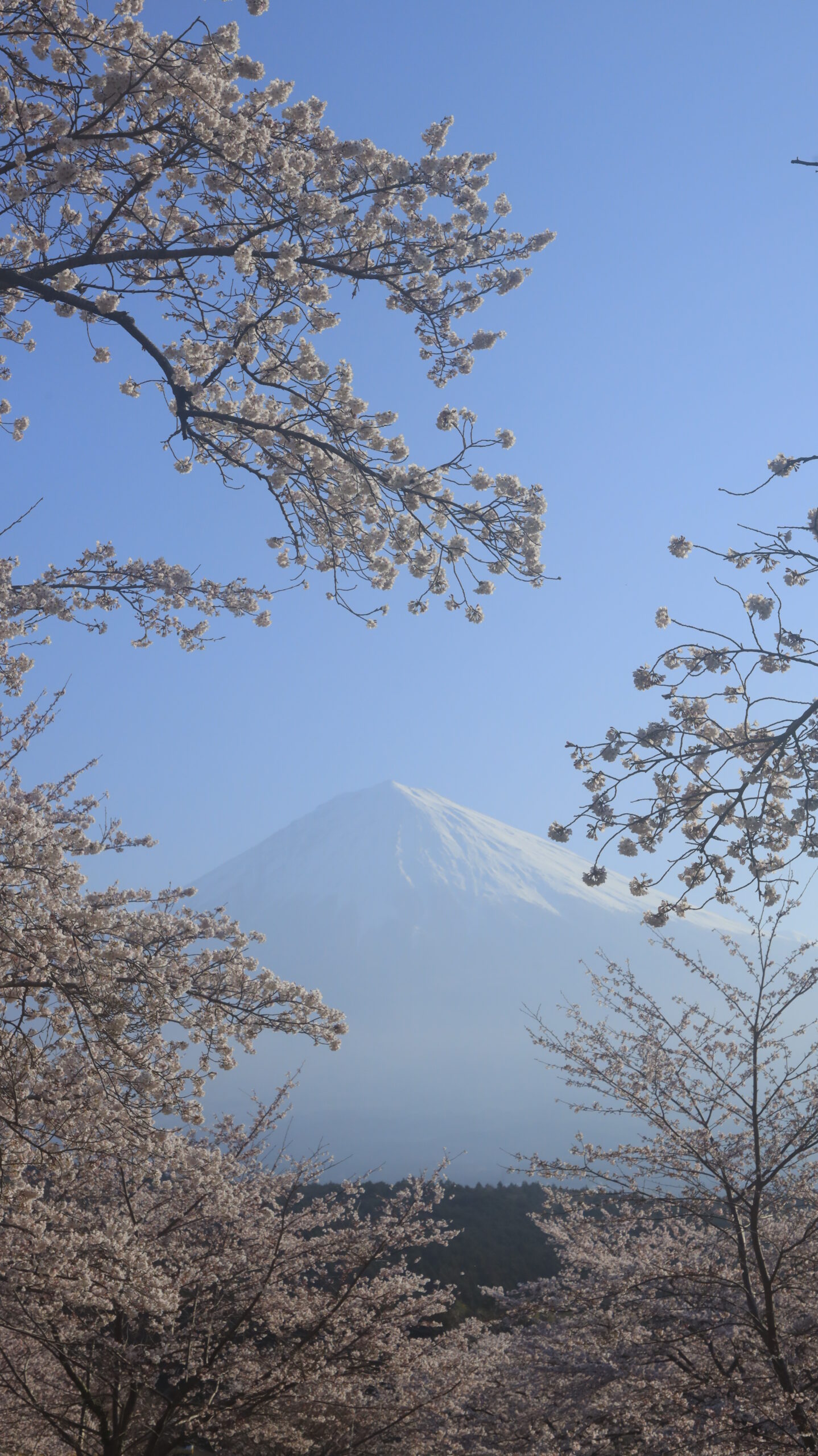 常灯ヶ峰でソメイヨシノと富士山をバランス良く配置した構図