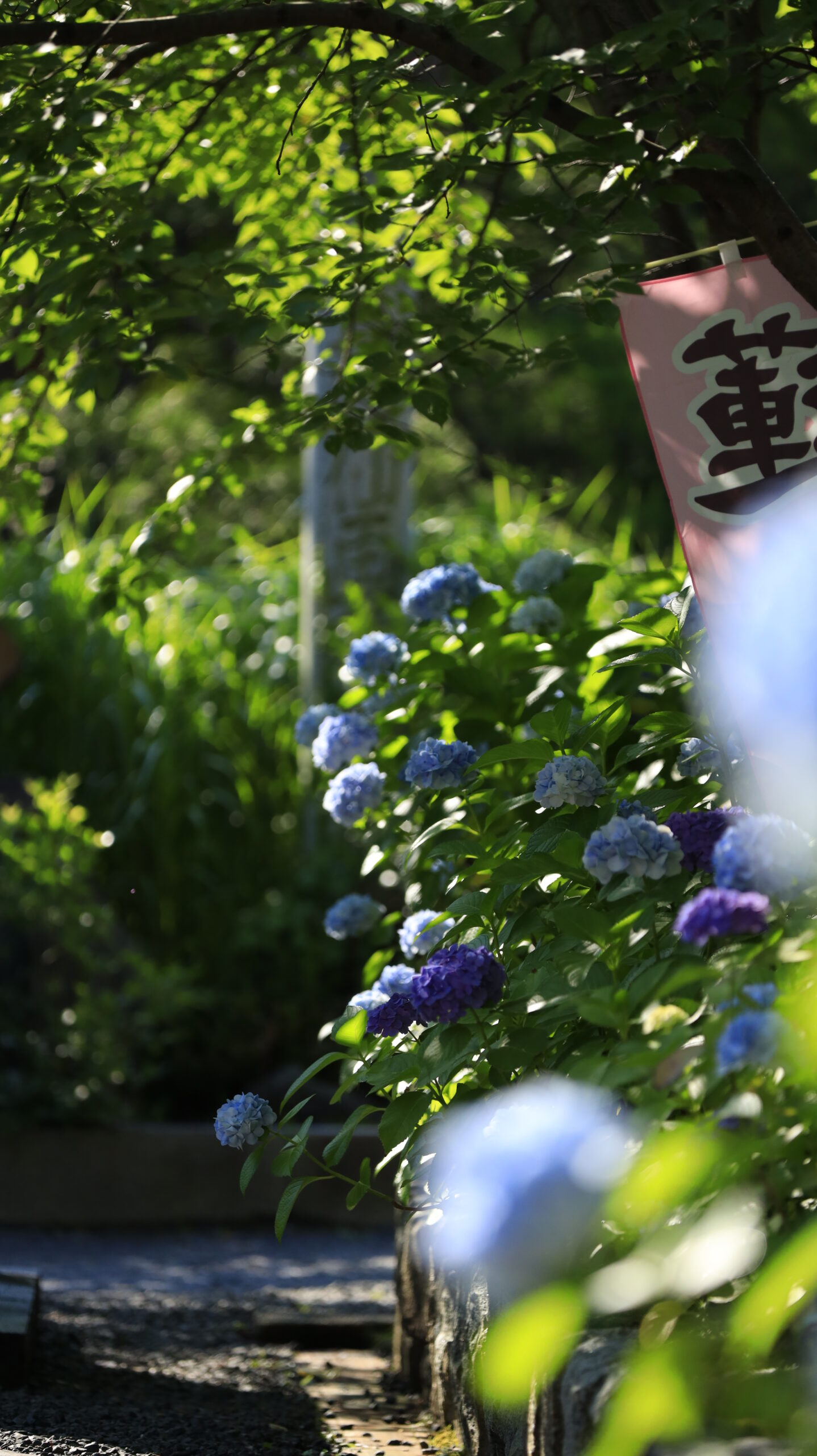 新潟総鎮守 白山神社で参道に咲く紫陽花を少し離れて奥行きを意識して撮影した写真