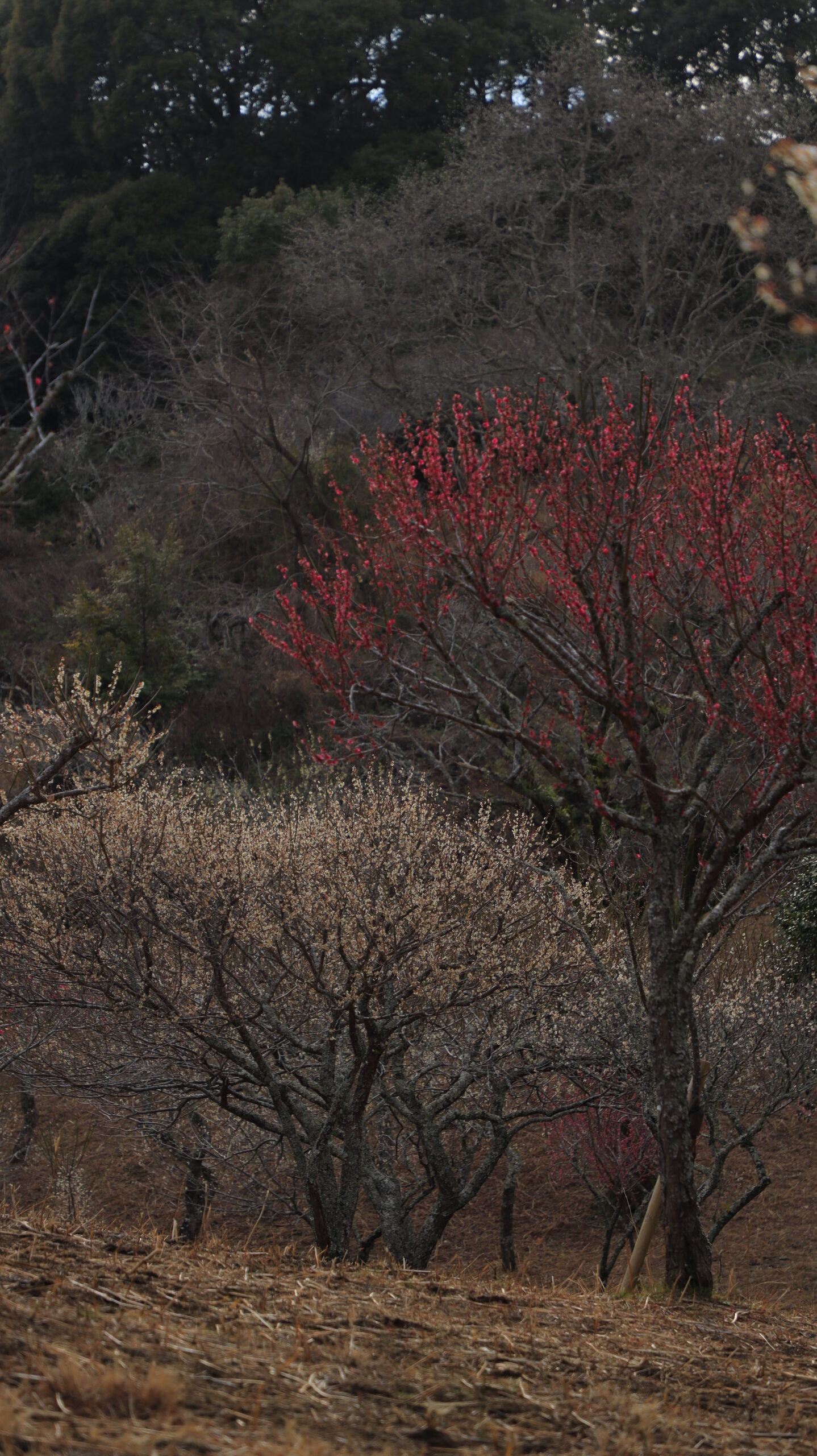 伊豆市・修善寺梅林で、紅白に咲く梅の花を写した早春の彩り豊かな風景
