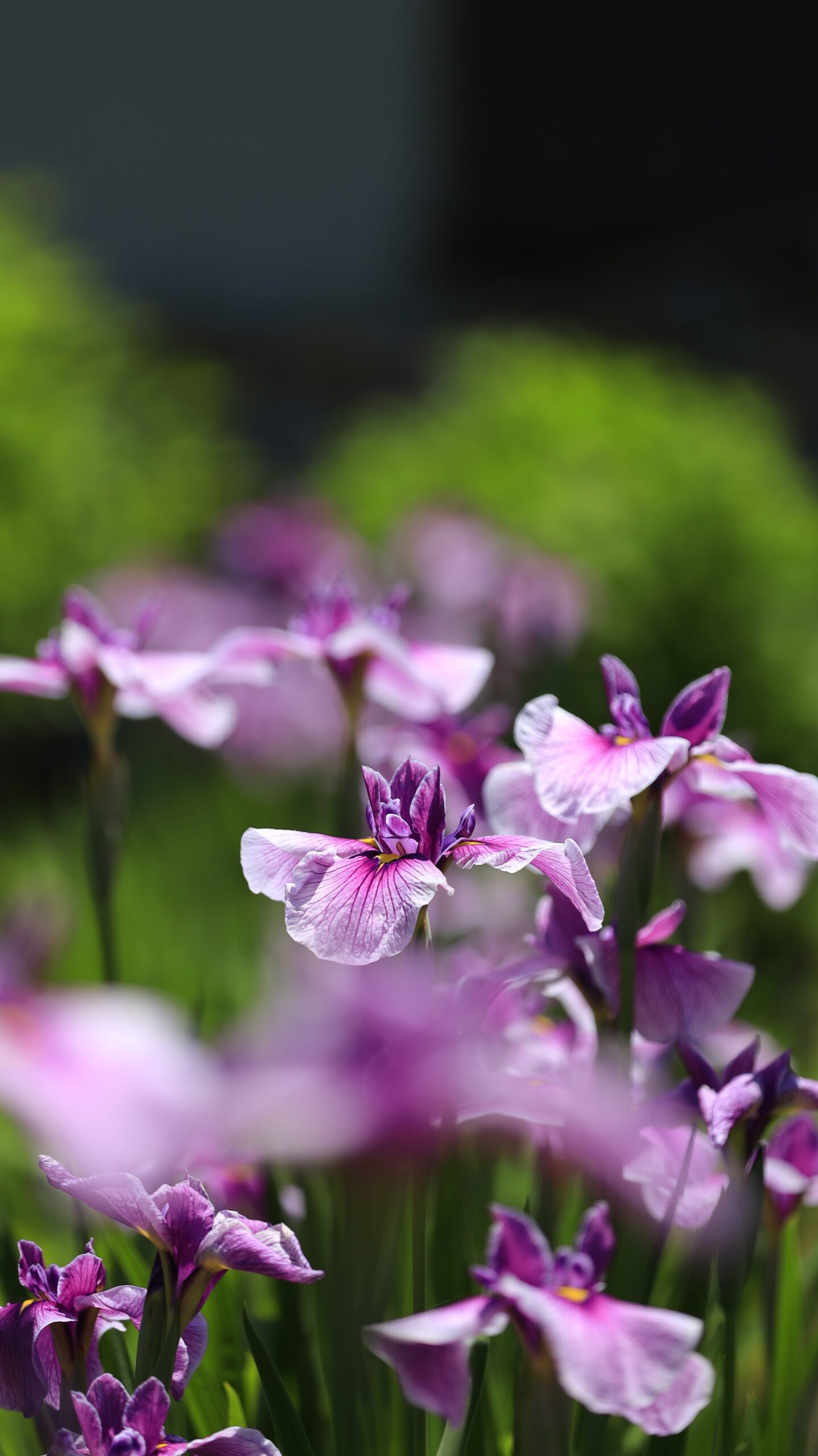 吹上しょうぶ公園の形の綺麗なピンク紫の花菖蒲を横から見た様子