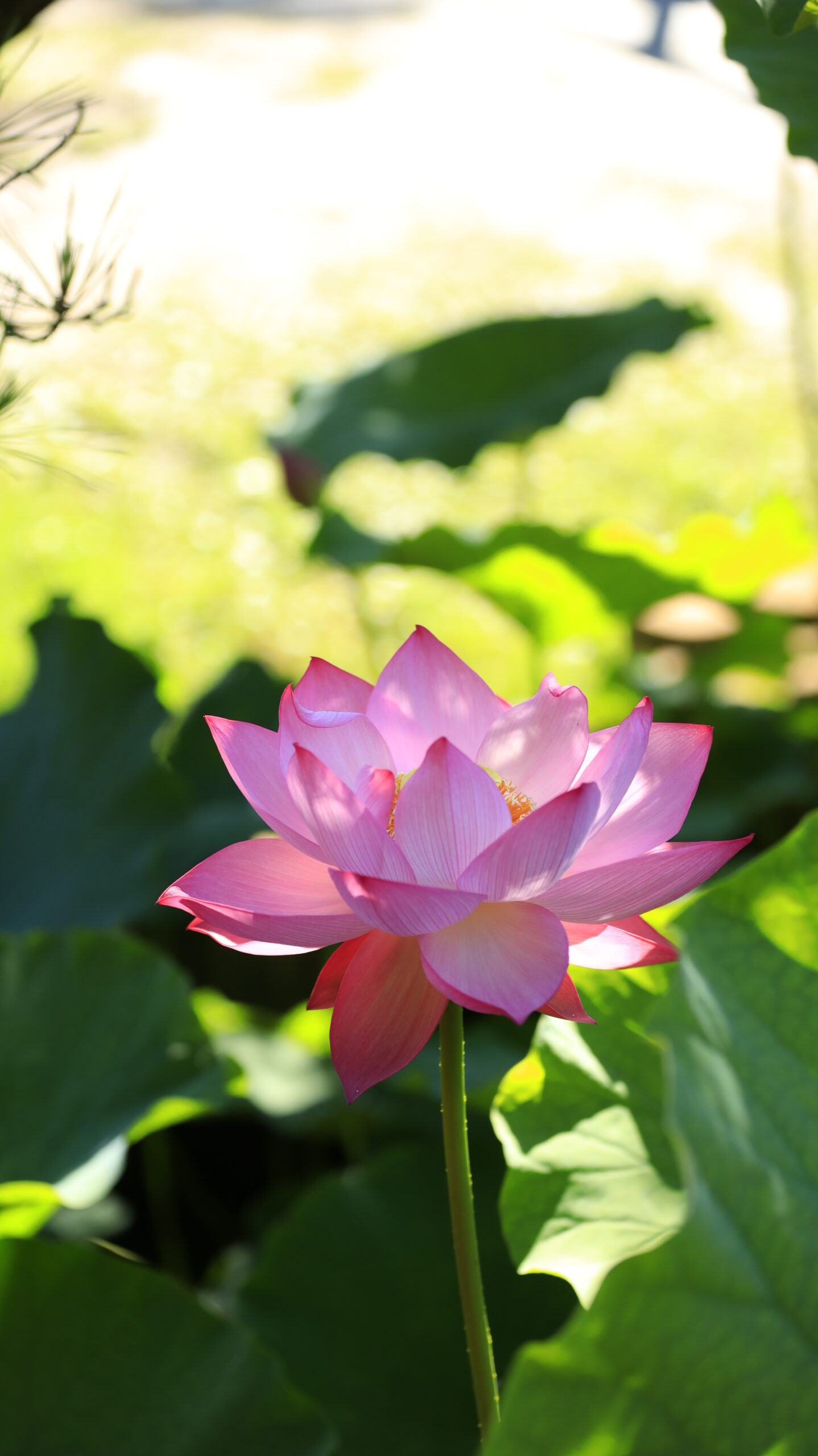 新潟総鎮守 白山神社で蓮の花に木漏れ日が注ぐ様子を上から撮影した写真