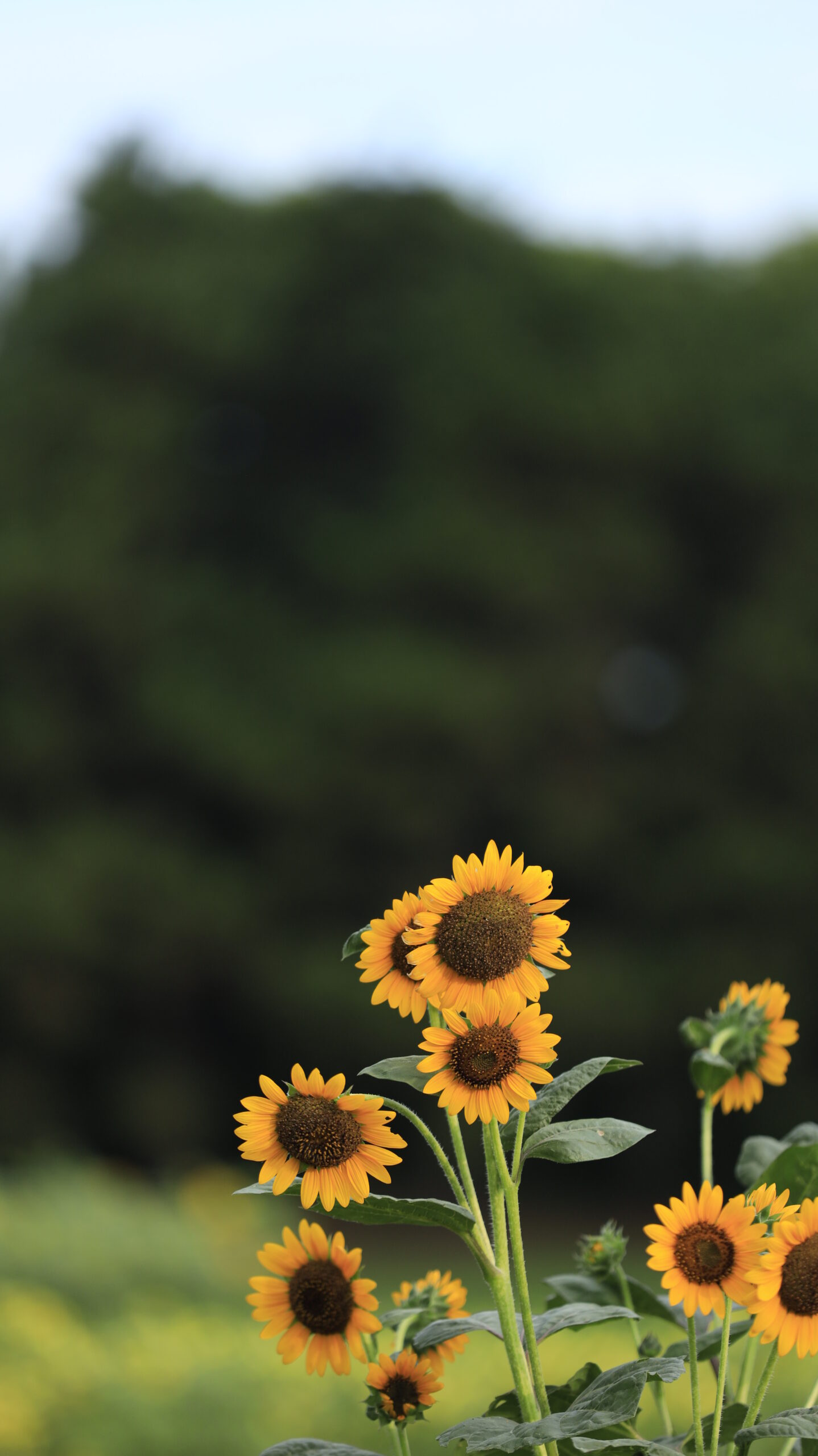 葛西臨海公園で背景をぼかしてひまわりを際立たせた夏の花のクローズアップ写真