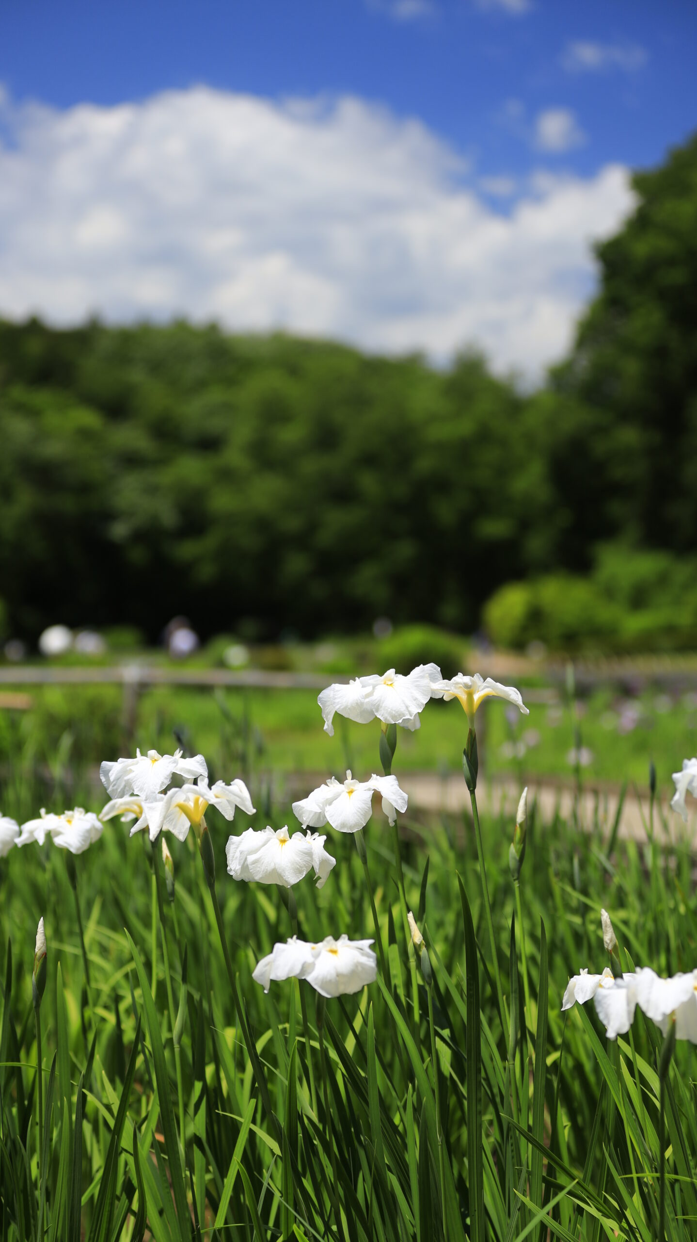 吹上しょうぶ公園の白い花菖蒲と青空が広がる咲き始めの菖蒲園