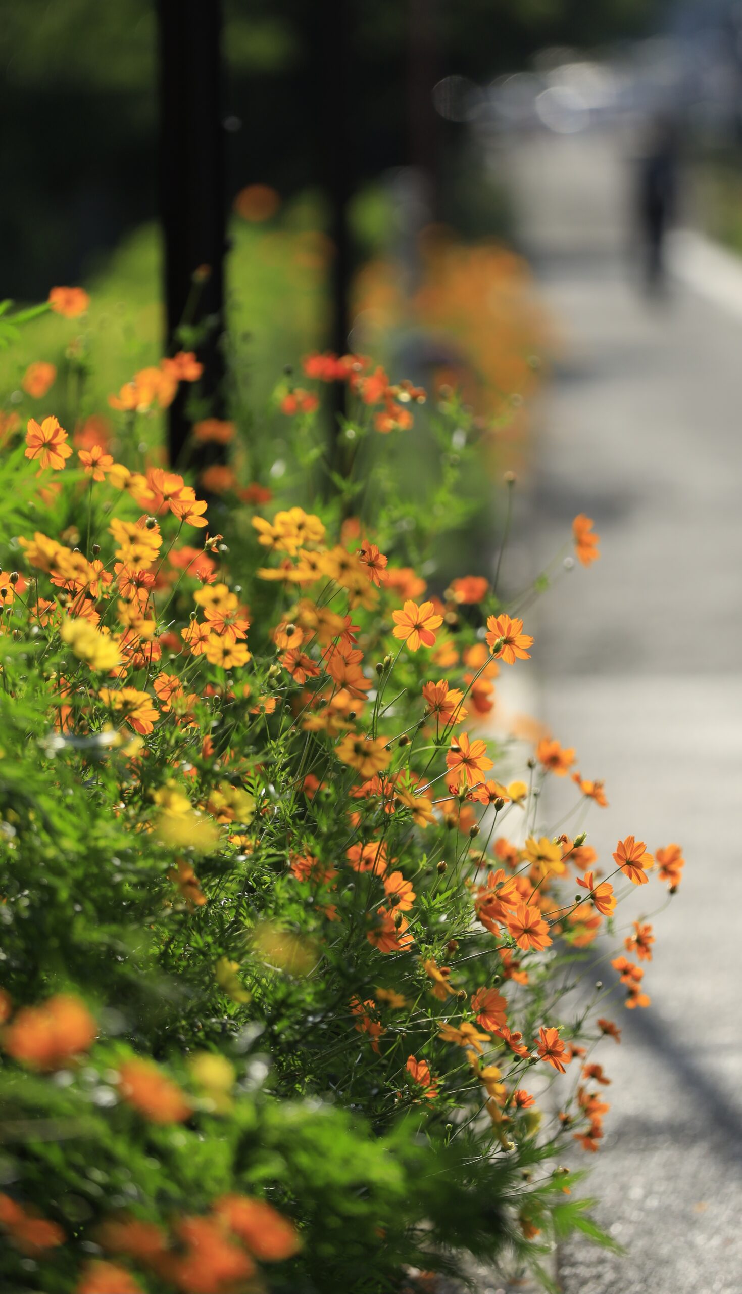 しながわ花海道で歩道に咲くキバナコスモスが朝日に照らされ輝く様子を撮影した写真