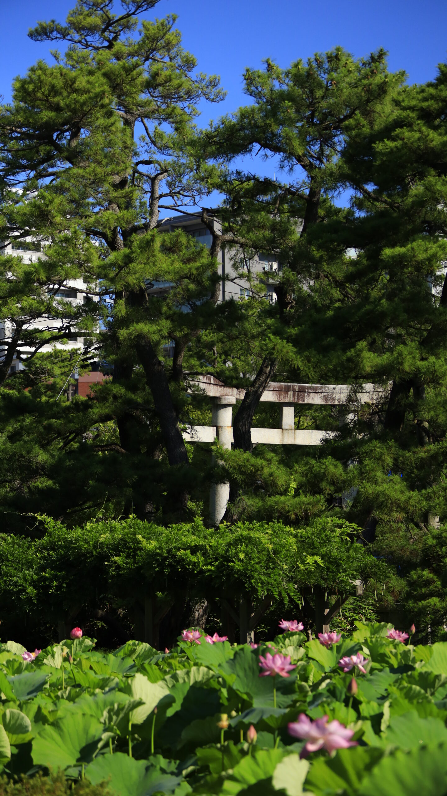 新潟総鎮守 白山神社で綺麗な蓮の花と鳥居を撮影した神社の風景