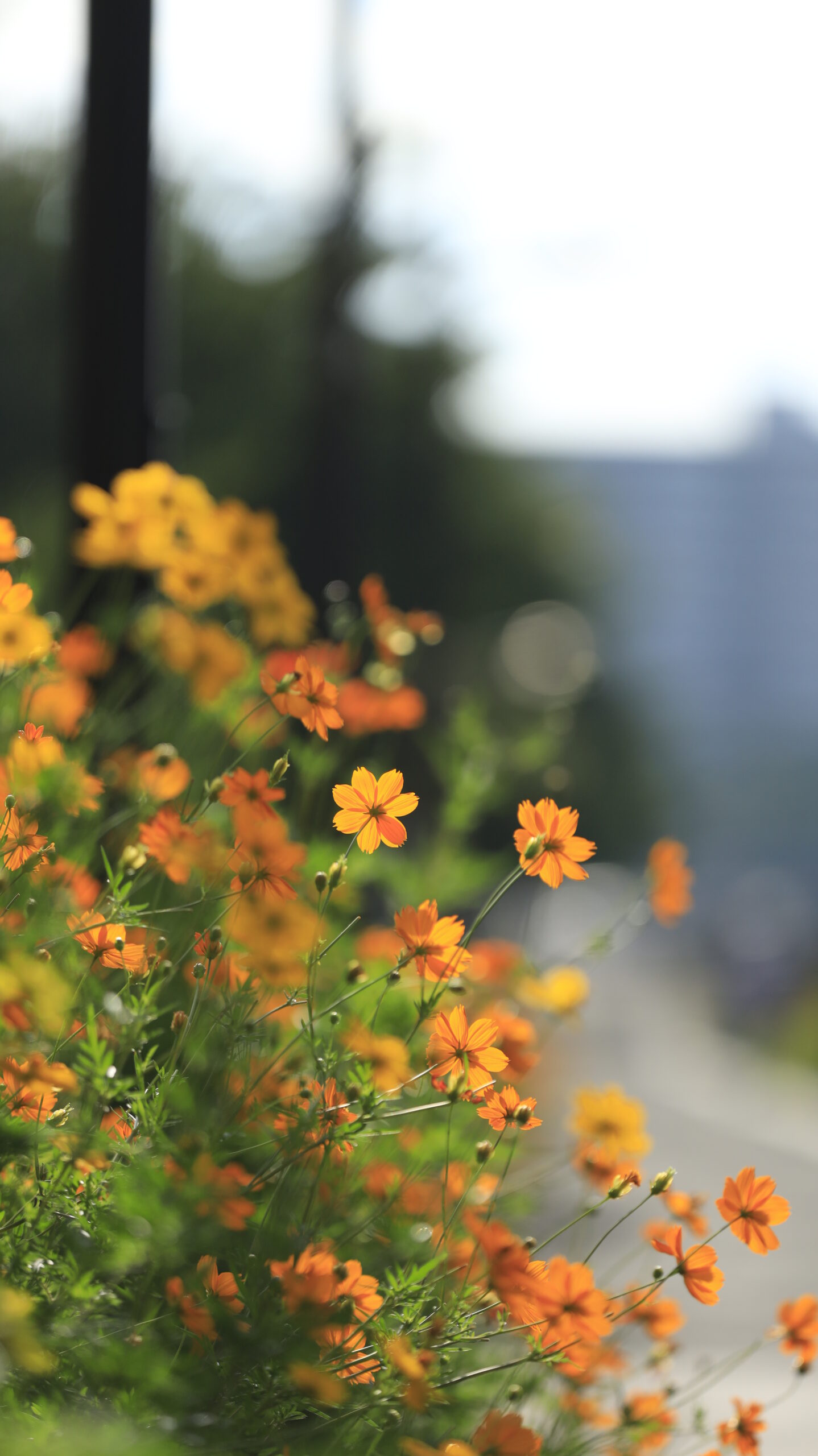 しながわ花海道で歩道沿いのキバナコスモスをアップで撮影した繊細な花びらの写真