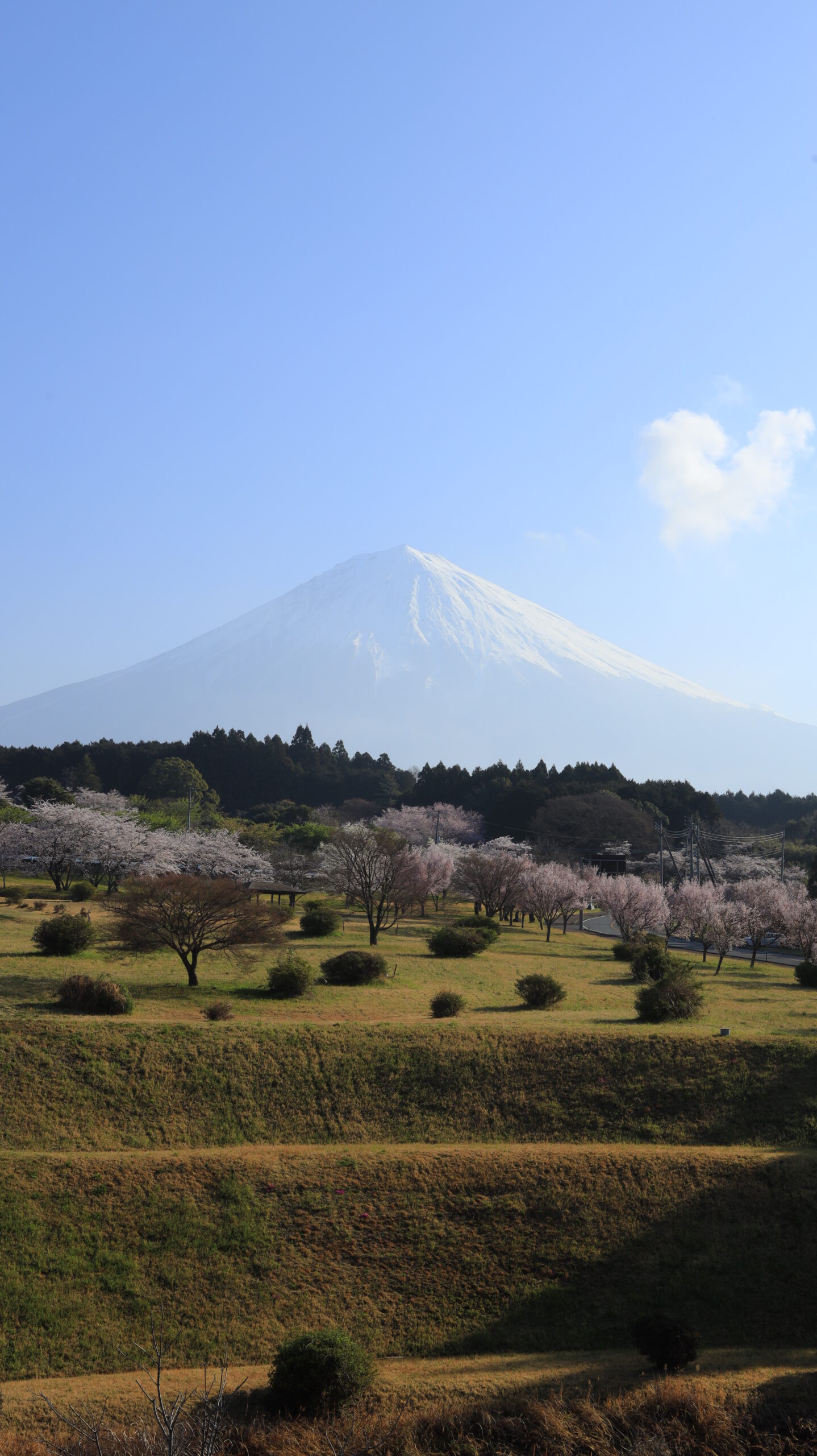 大石寺で桜と富士山が重なる美しい春の風景