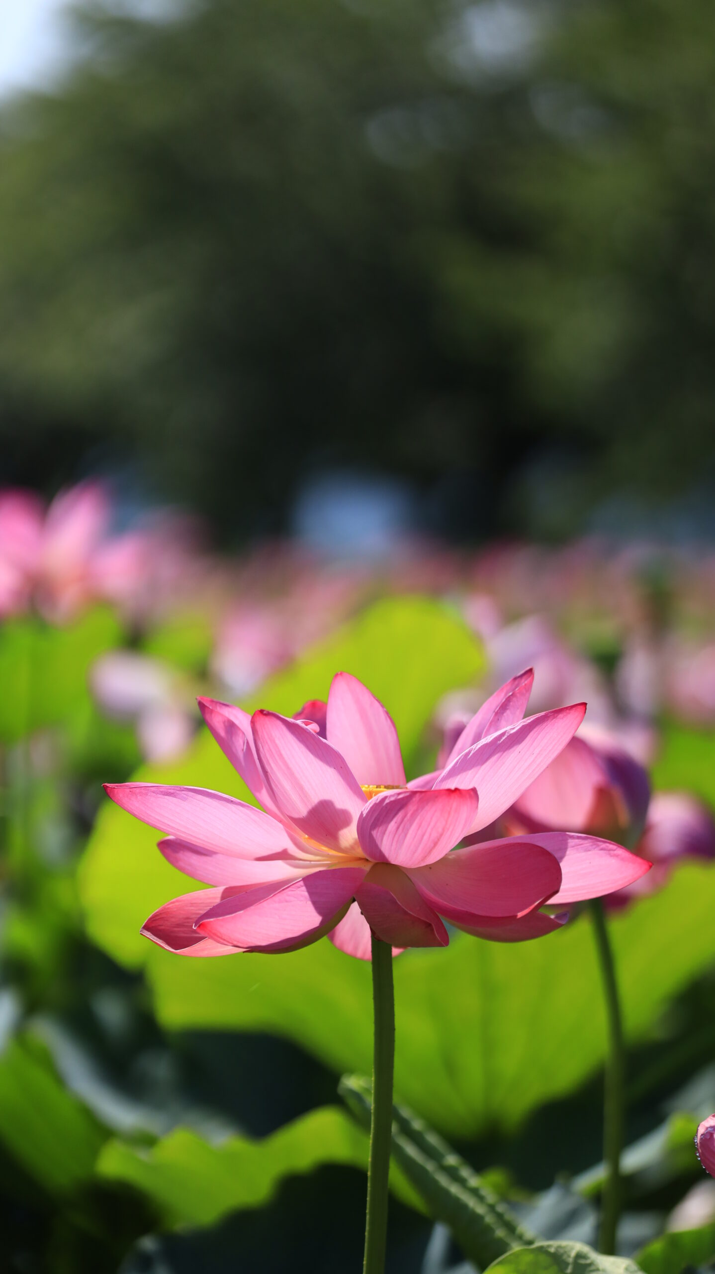 福島潟の蓮池で綺麗に咲く蓮の花を横側から撮影した写真