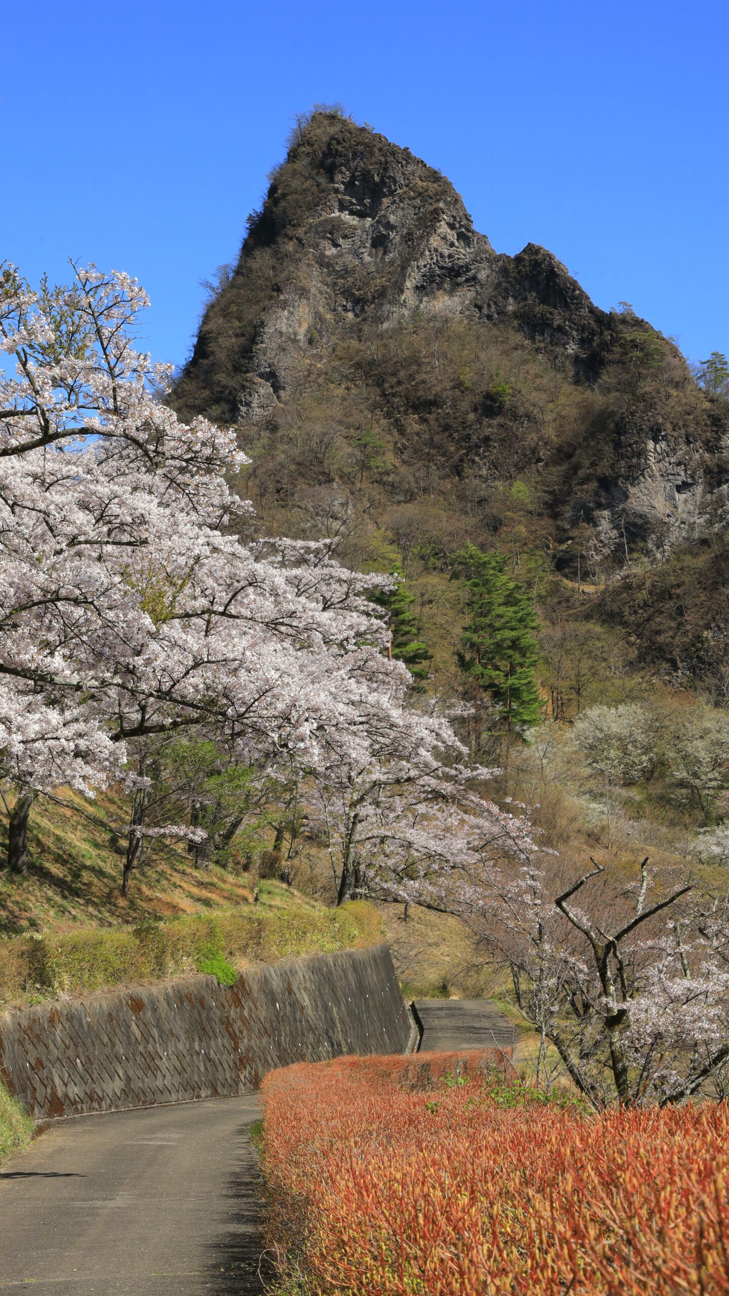 妙義山さくらの里で、とがった山のシルエットと桜の対比を捉えた景色