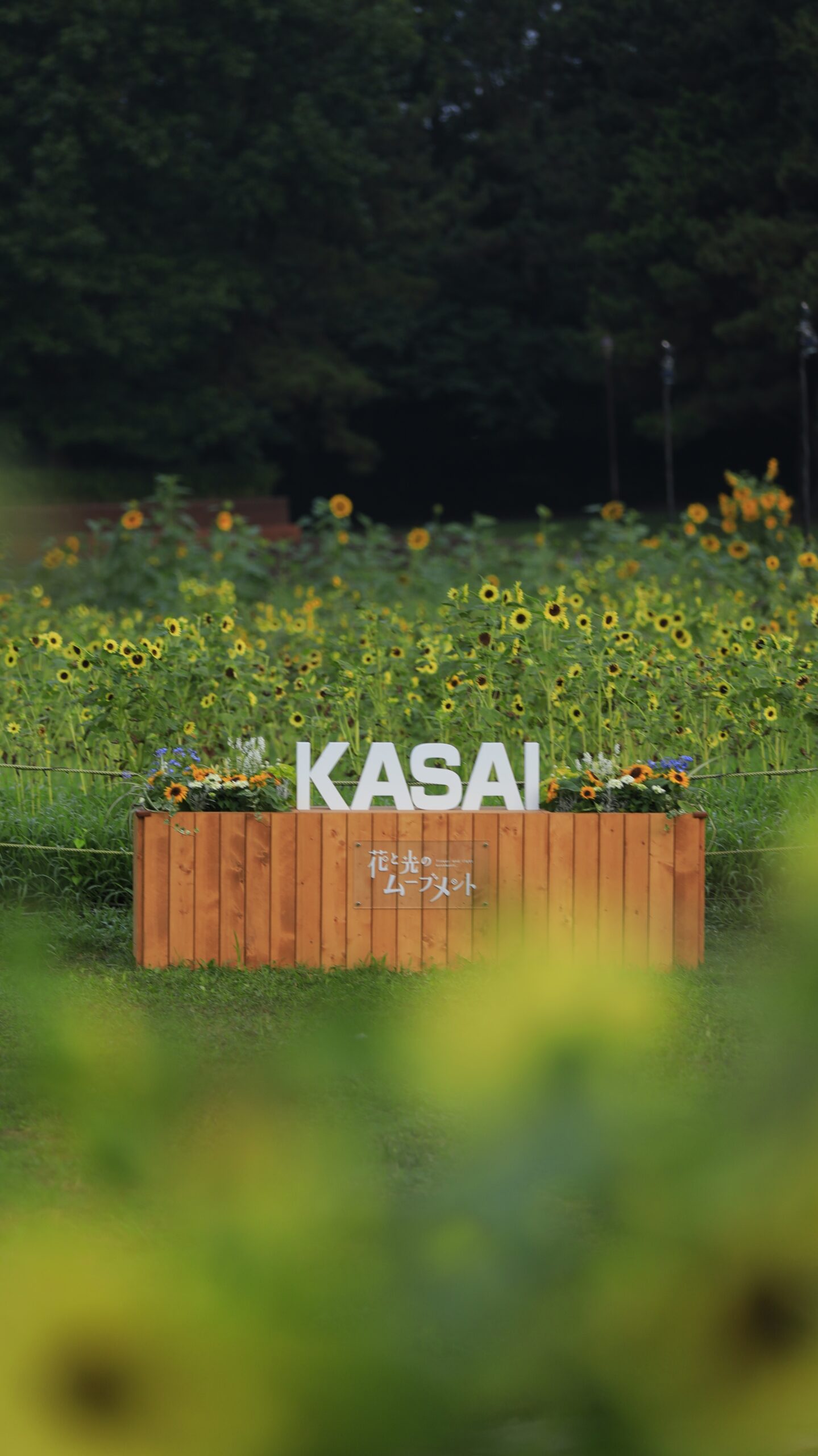 葛西臨海公園のひまわり畑に咲く黄色い向日葵と「KASAI」のオブジェ