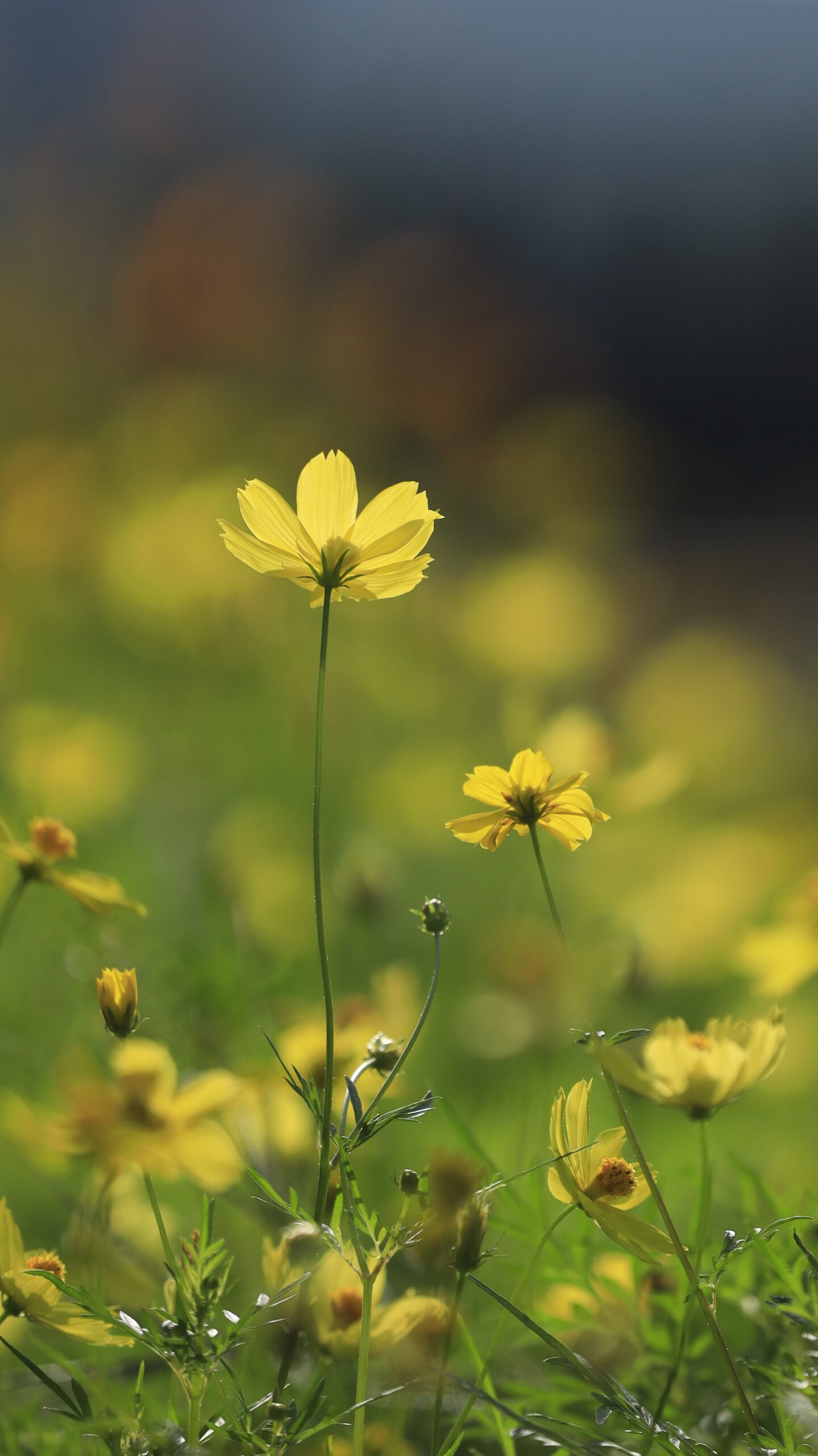 しながわ花海道でレモンブライトコスモスが太陽に照らされてきらめく様子を撮影した写真