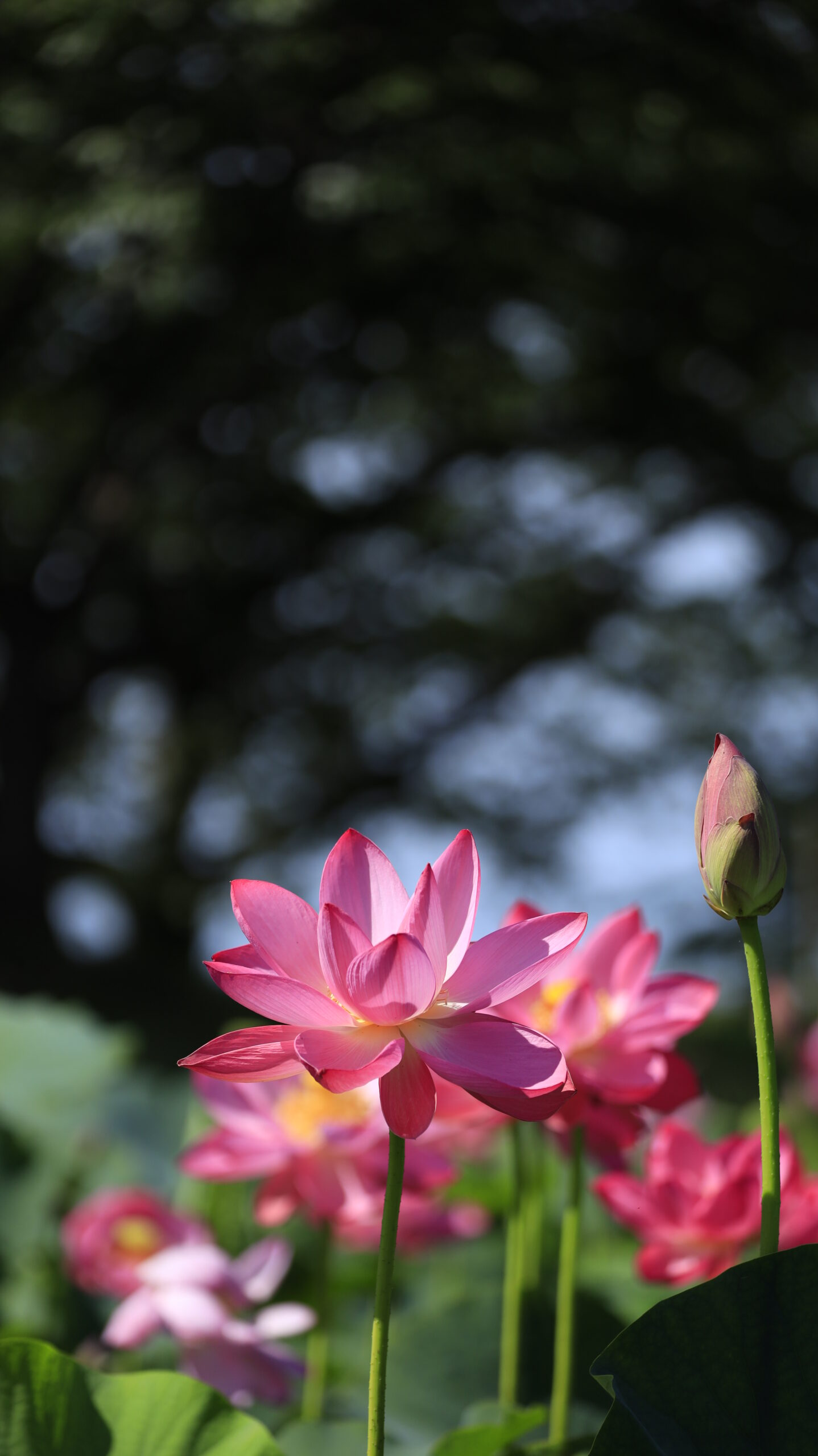 福島潟の蓮池で無数に咲く蓮の花の中から正面の綺麗な花に注目して撮影した写真