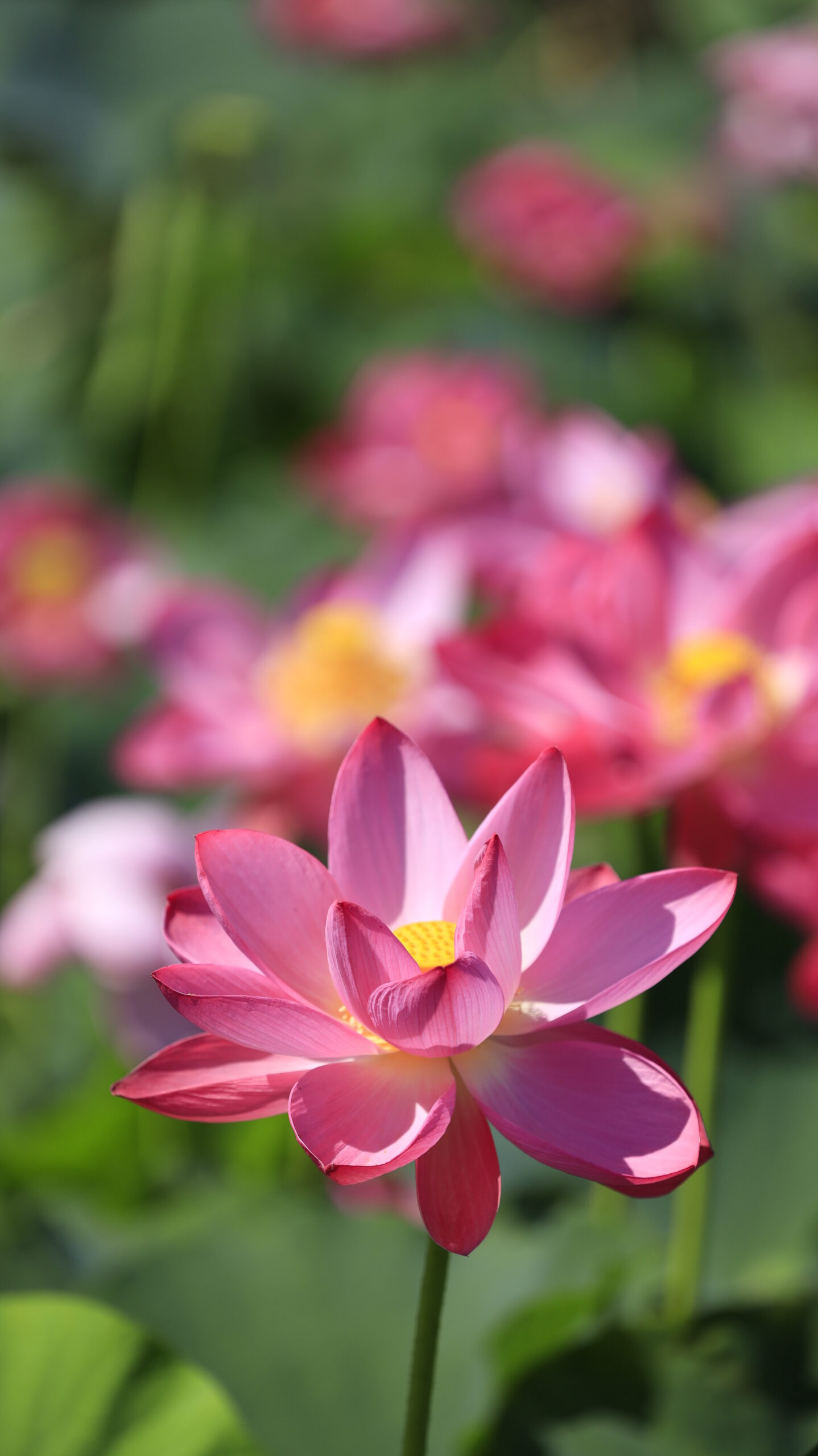 福島潟の蓮池で綺麗な蓮の花を斜め上から見下ろして撮影した写真