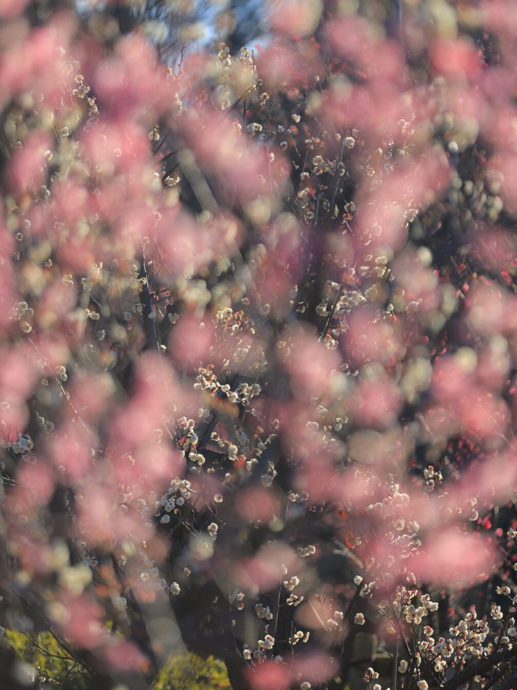 羽根木公園で、アブストラクト的な梅の撮影