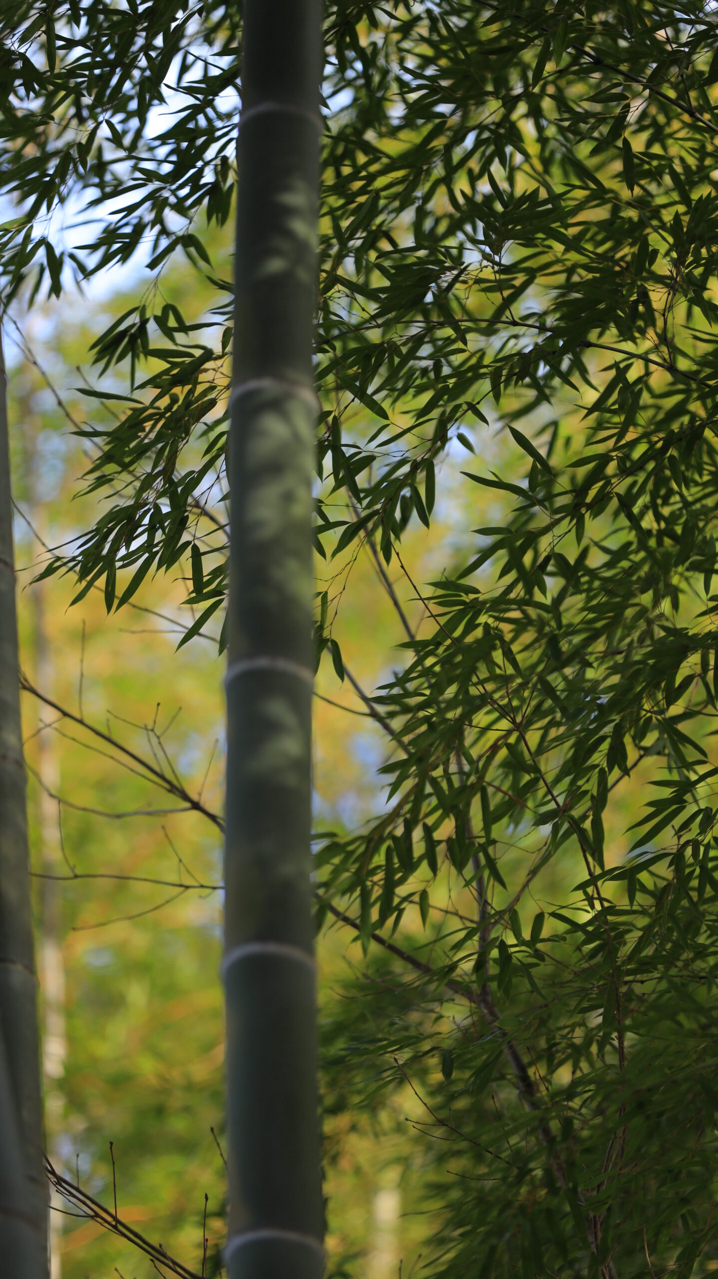 伊豆市・修善寺梅林で、竹と笹の葉を光と影のコントラストで表現した陰陽構図