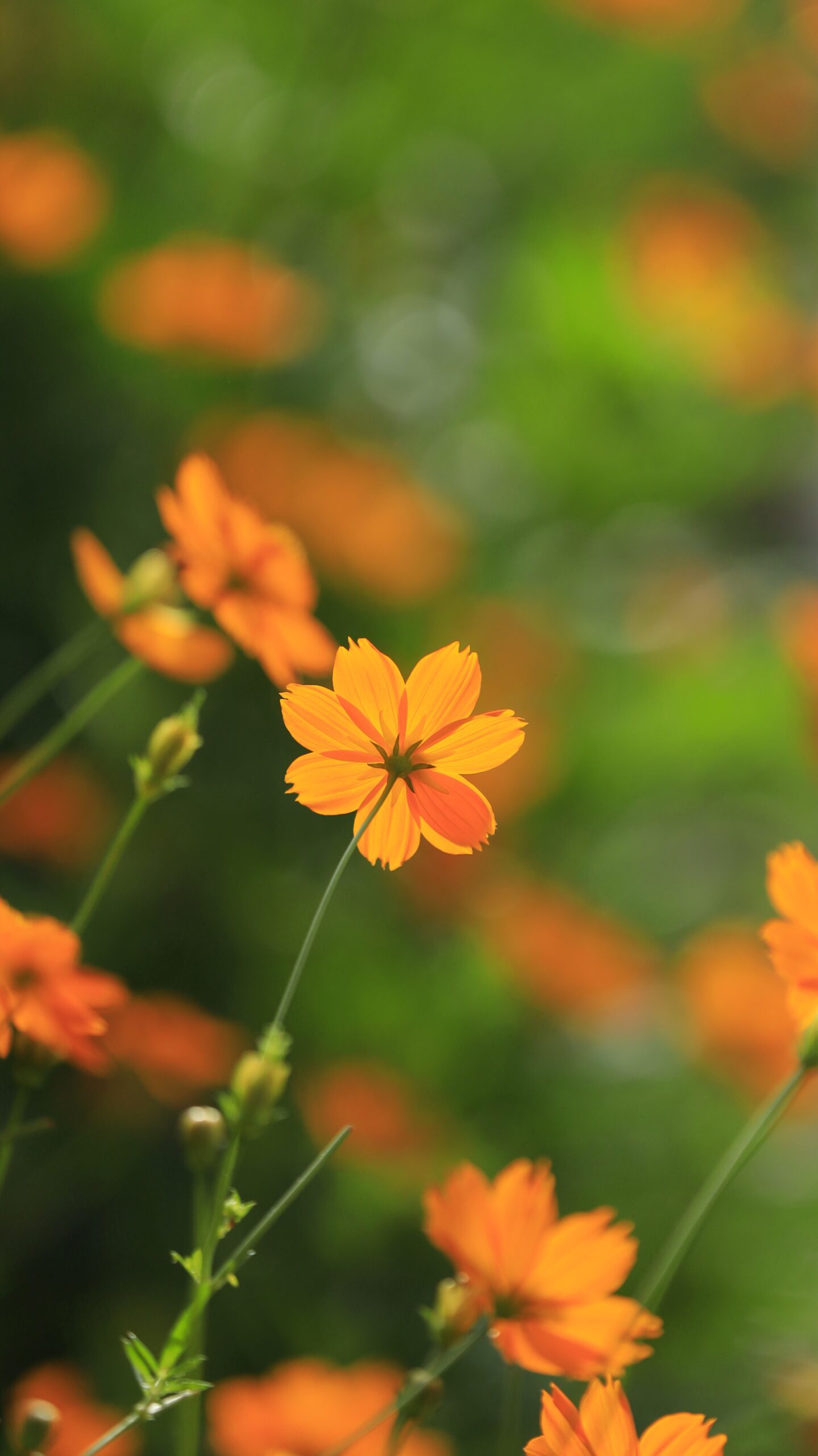 しながわ花海道で背面から撮影したキバナコスモスと緑の背景が調和する自然の写真