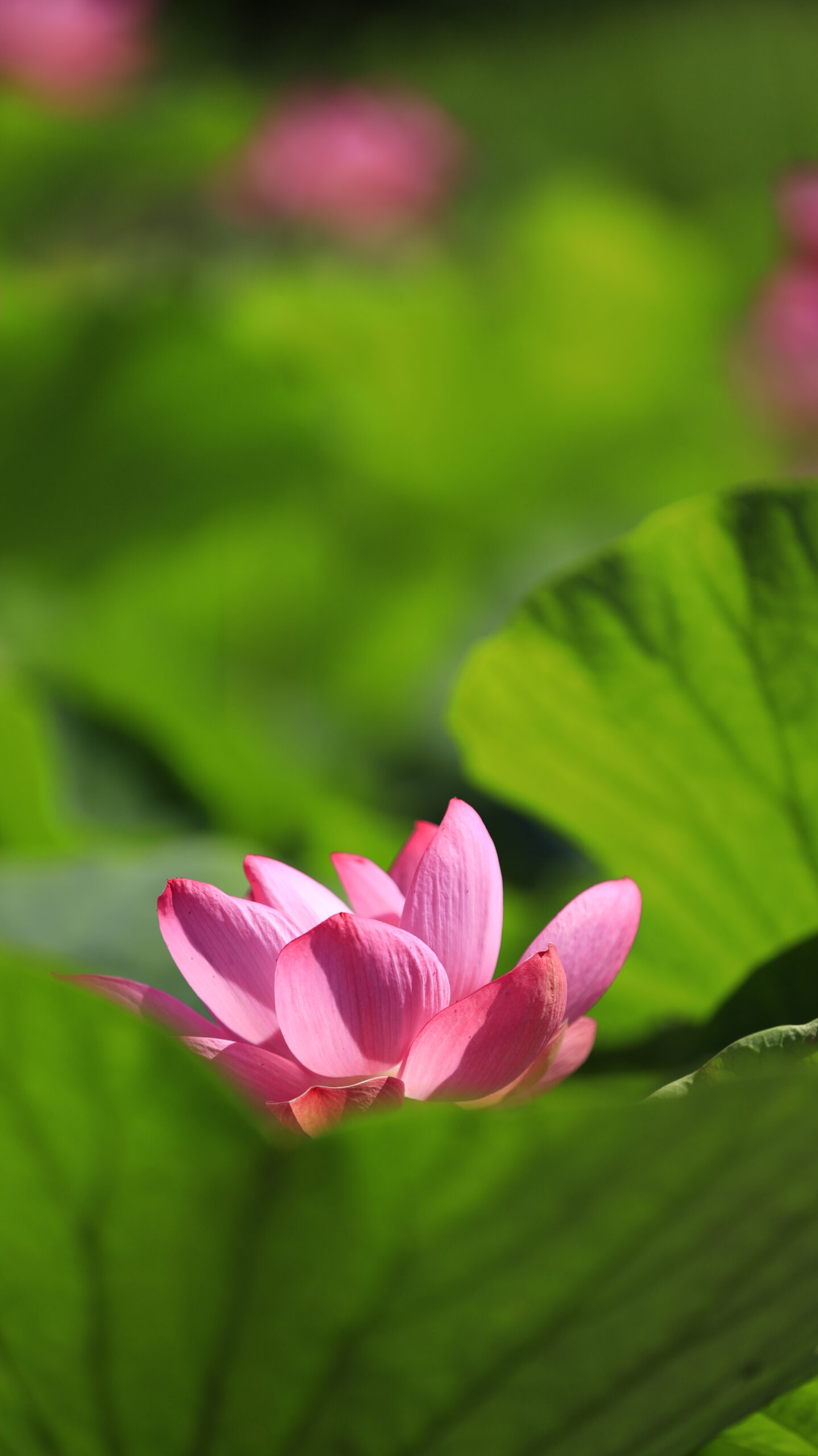 福島潟の蓮池で緑の葉の中に輝くピンクの蓮の花を撮影した写真