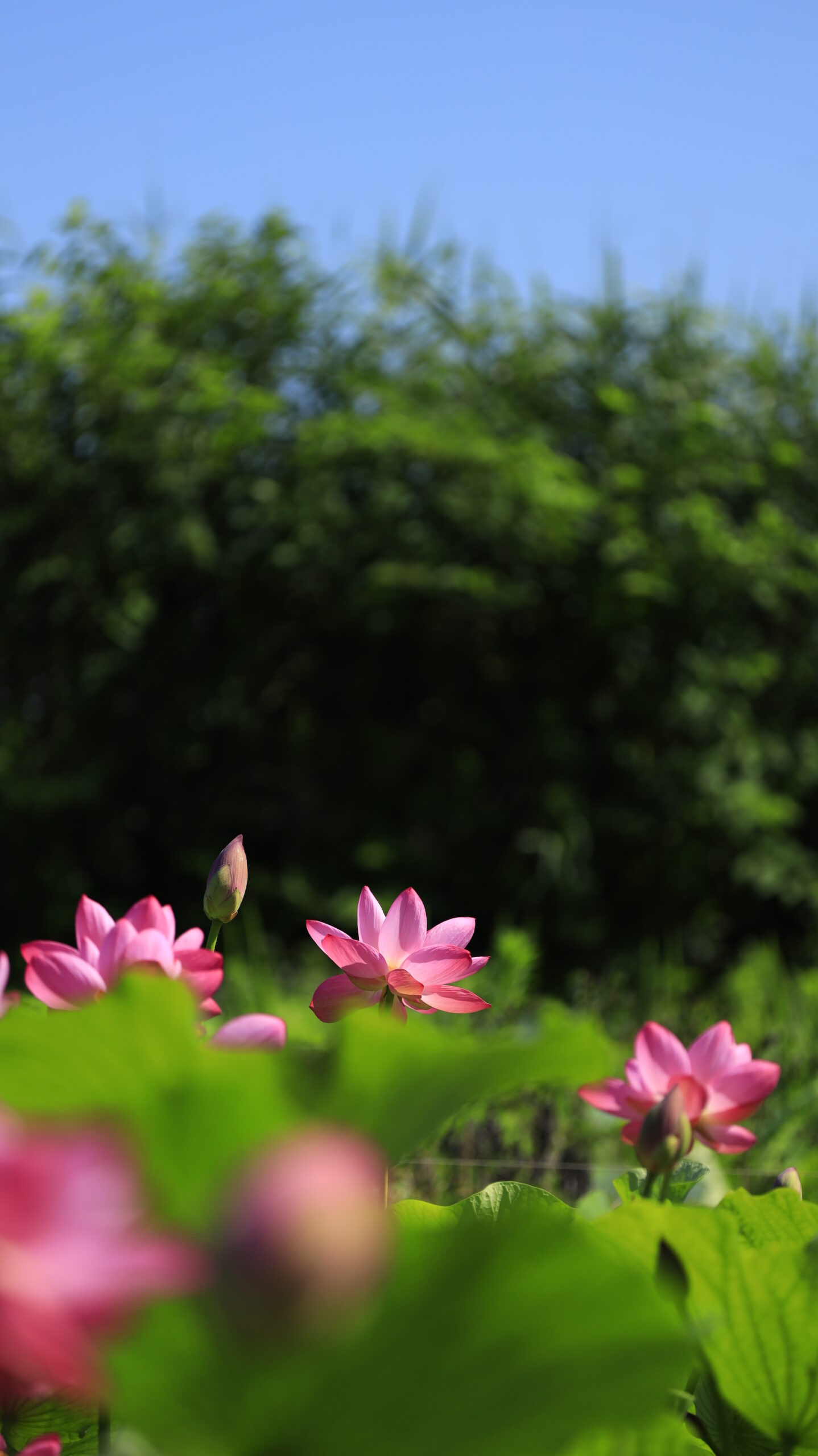 福島潟の蓮池でローアングルから遠くの複数の蓮の花を撮影した写真
