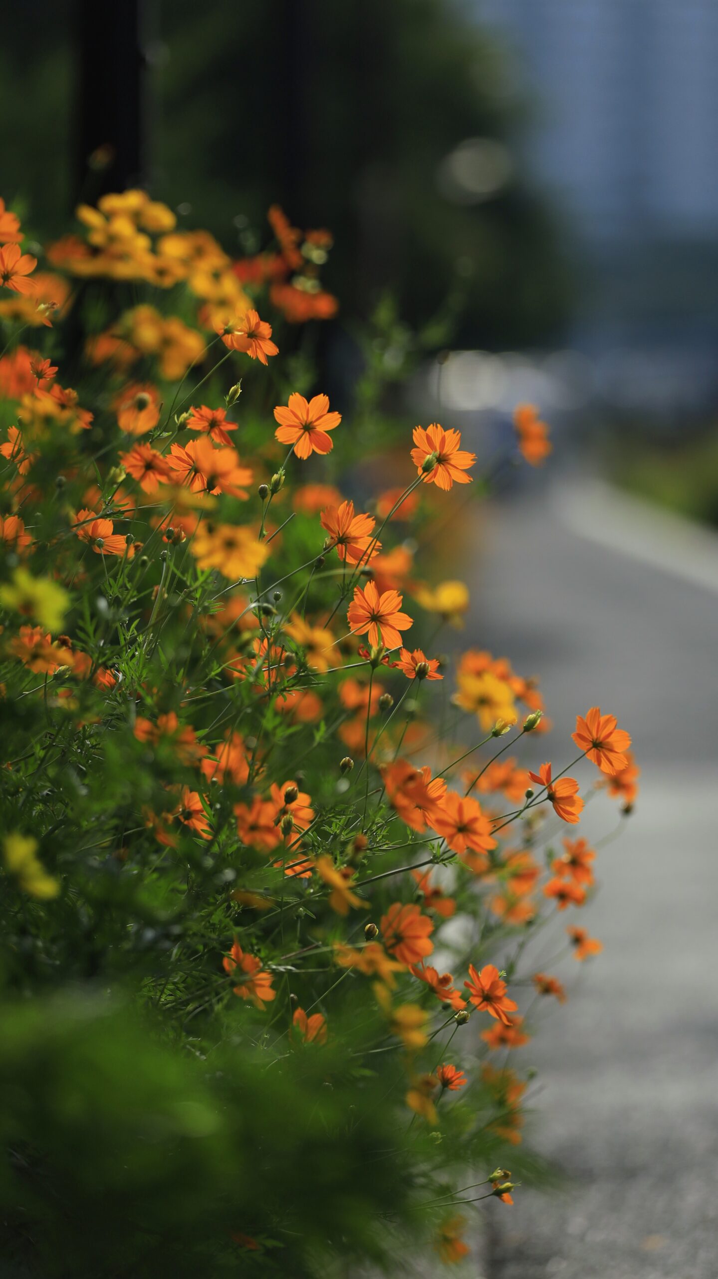 しながわ花海道で横から撮影した歩道沿いのキバナコスモスと街並みの風景写真