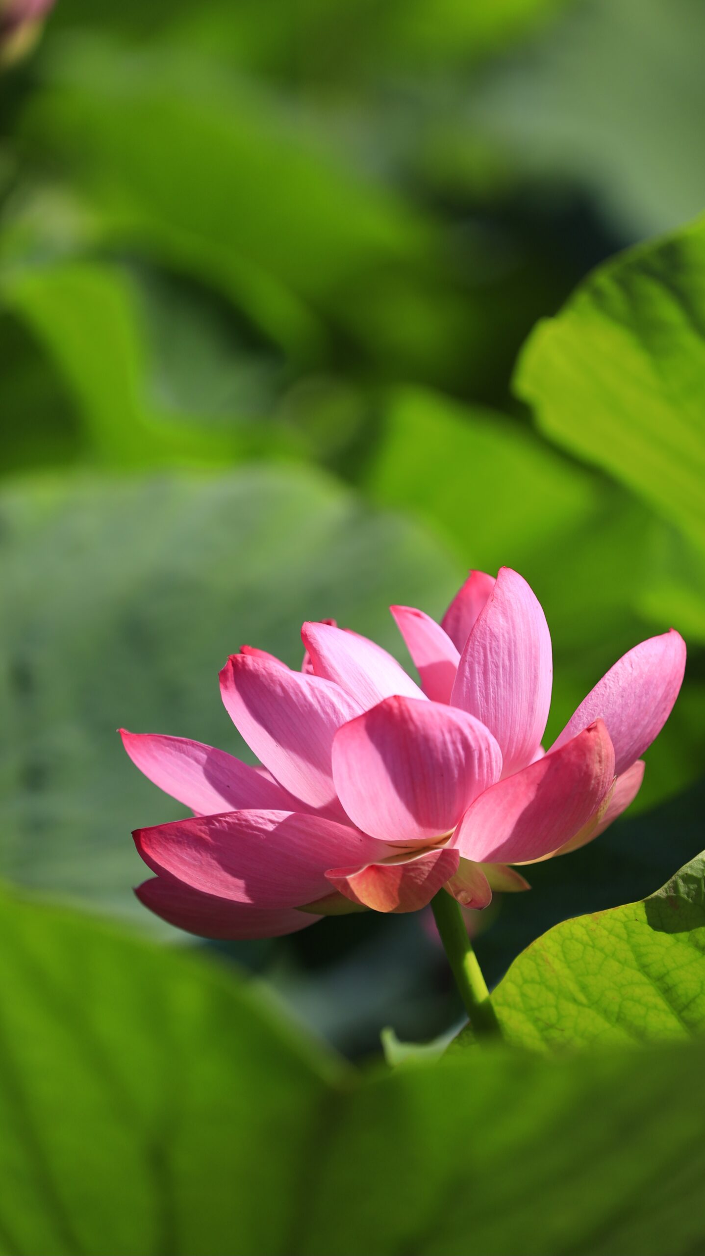 福島潟の蓮池で風に揺れる蓮の花を横から撮影した写真