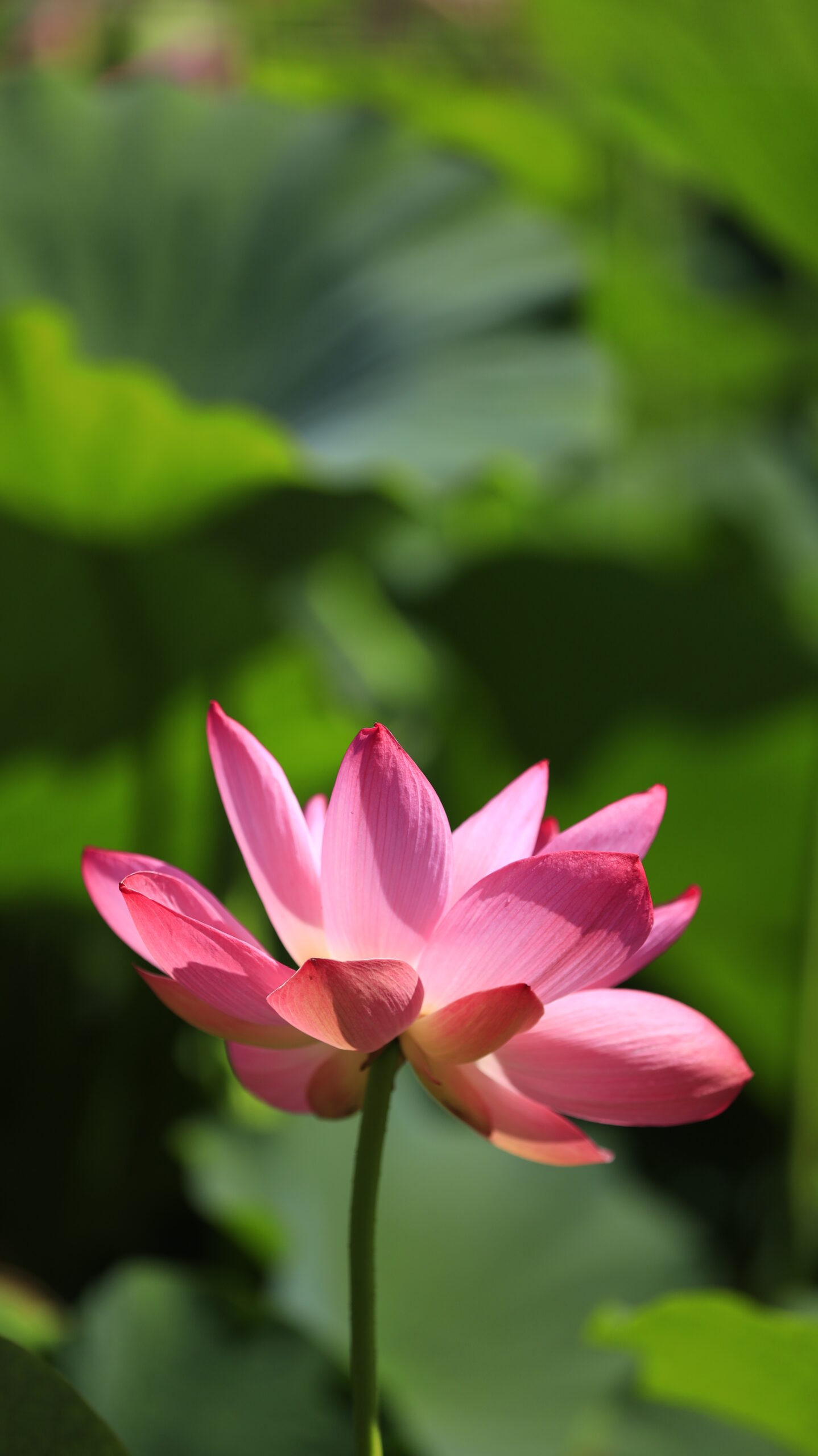 福島潟の蓮池で緑背景に咲く形の良い綺麗な蓮の花を撮影した写真