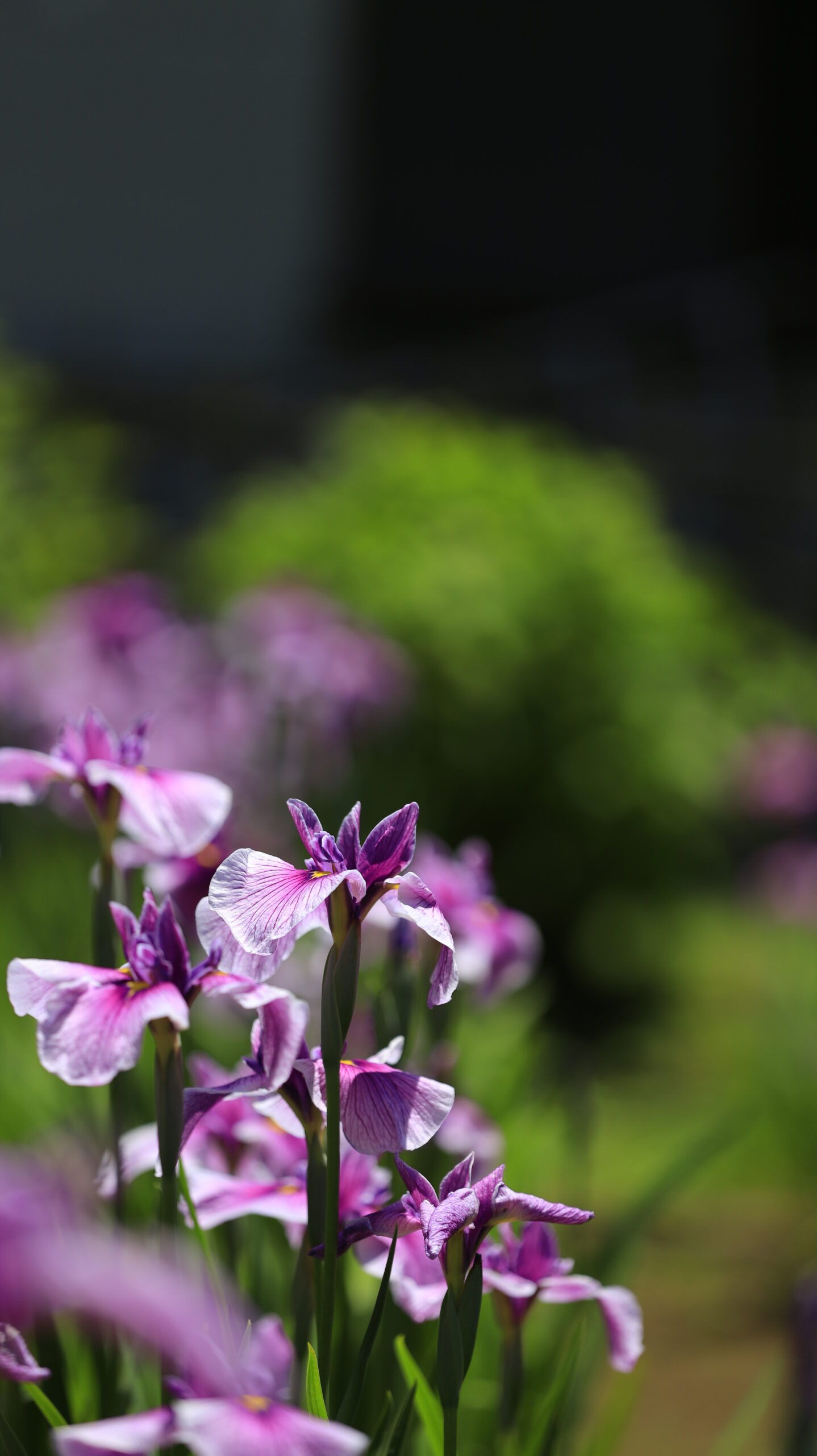 吹上しょうぶ公園のピンク紫の花しょうぶを横側から見た様子