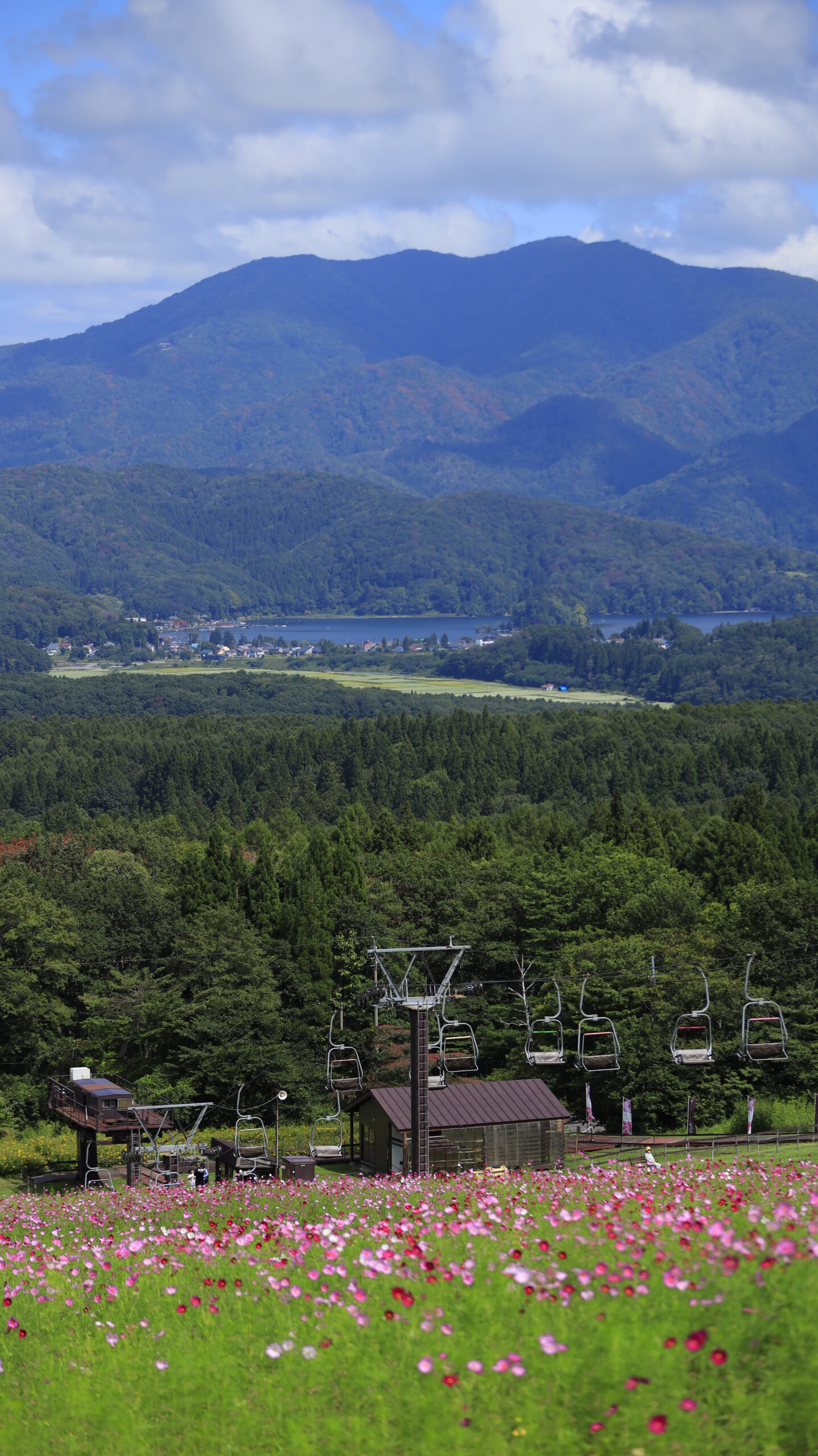黒姫フラワーガーデンのコスモス畑とリフト、野尻湖、山々