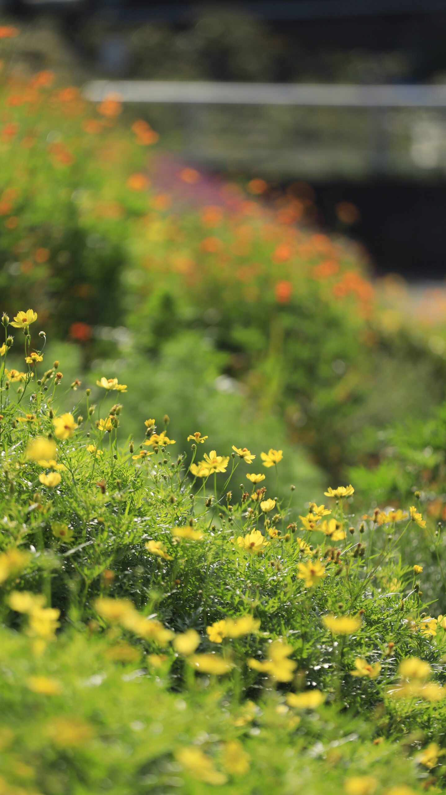 しながわ花海道の土手で咲き誇るレモンブライトとキバナコスモスの華やかな花畑写真