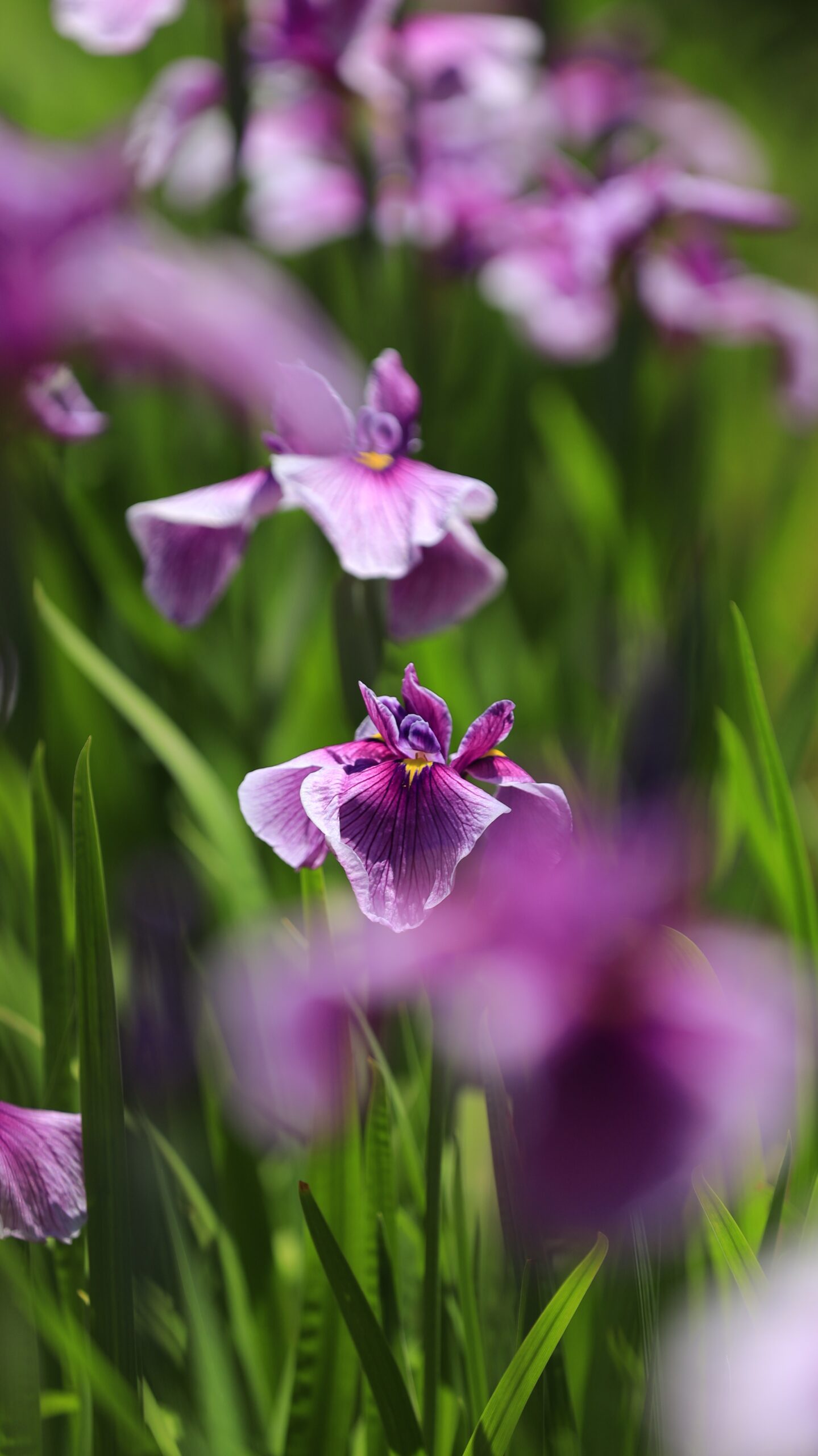 吹上しょうぶ公園の下の方に咲くピンク紫の花菖蒲