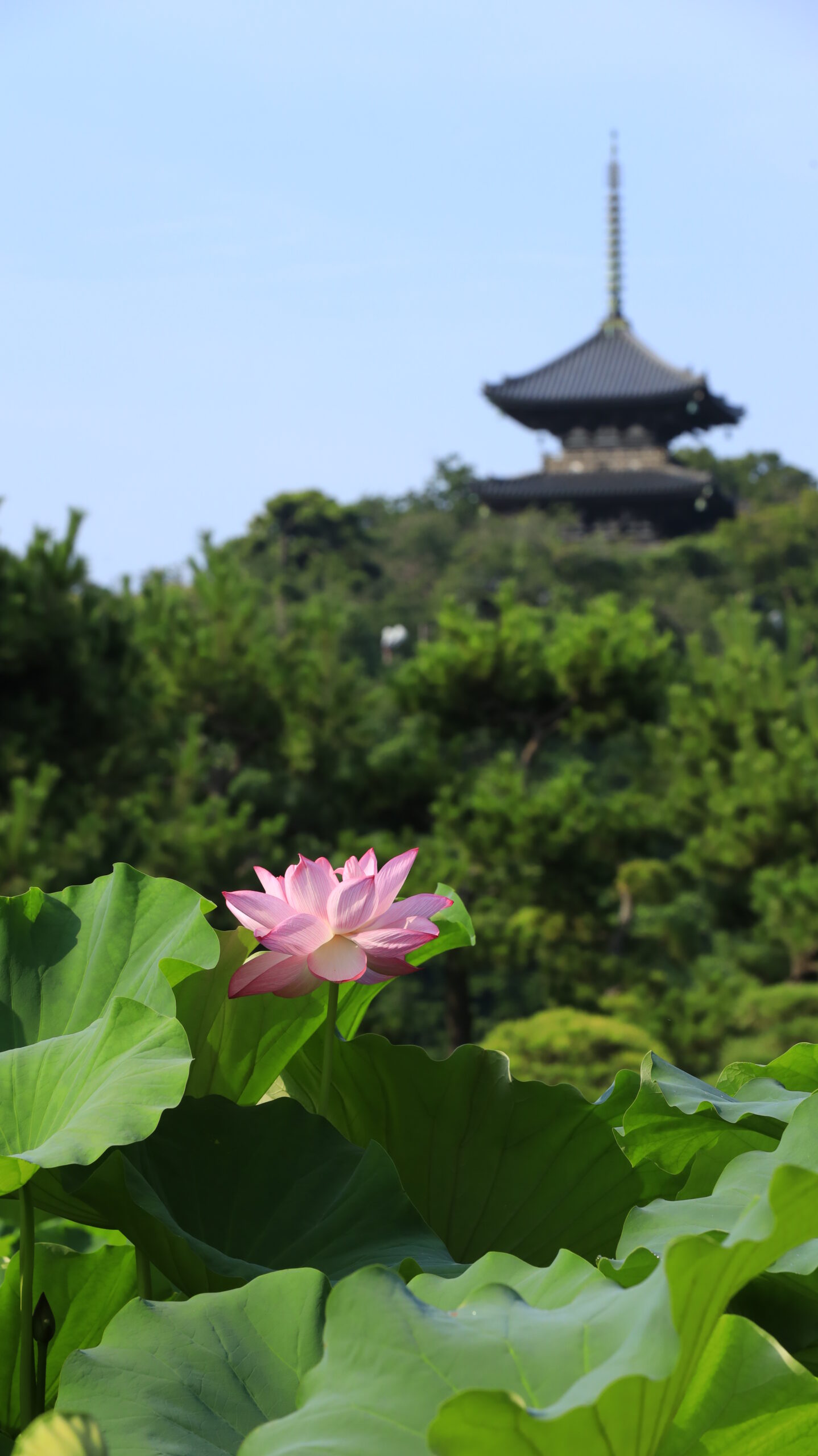 横浜・三渓園で、F11に設定して蓮の花と背景の三重塔をやや鮮明に捉えた風景