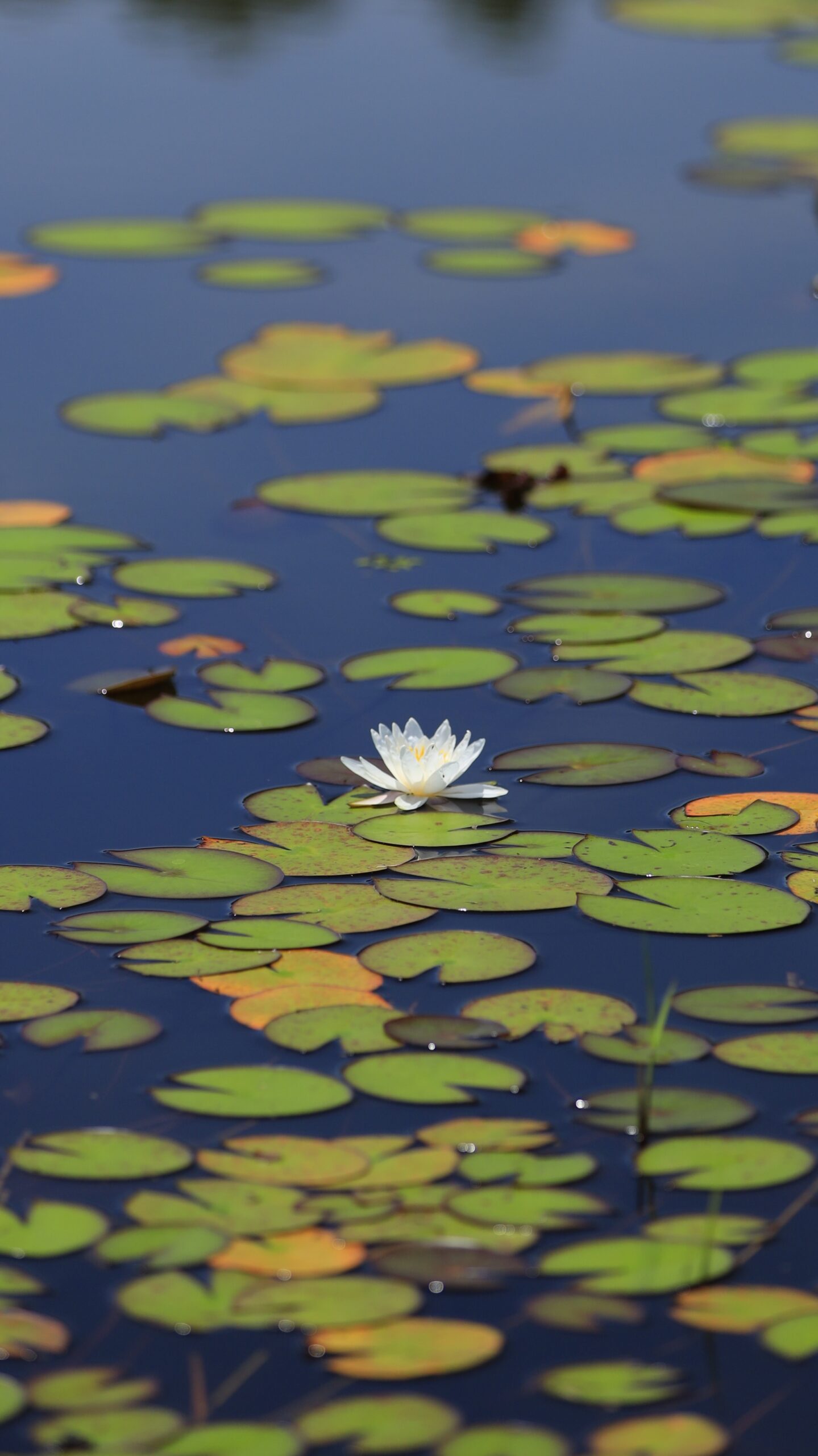 新潟県立植物園で園内の大きな池に咲いていた睡蓮を撮影した写真