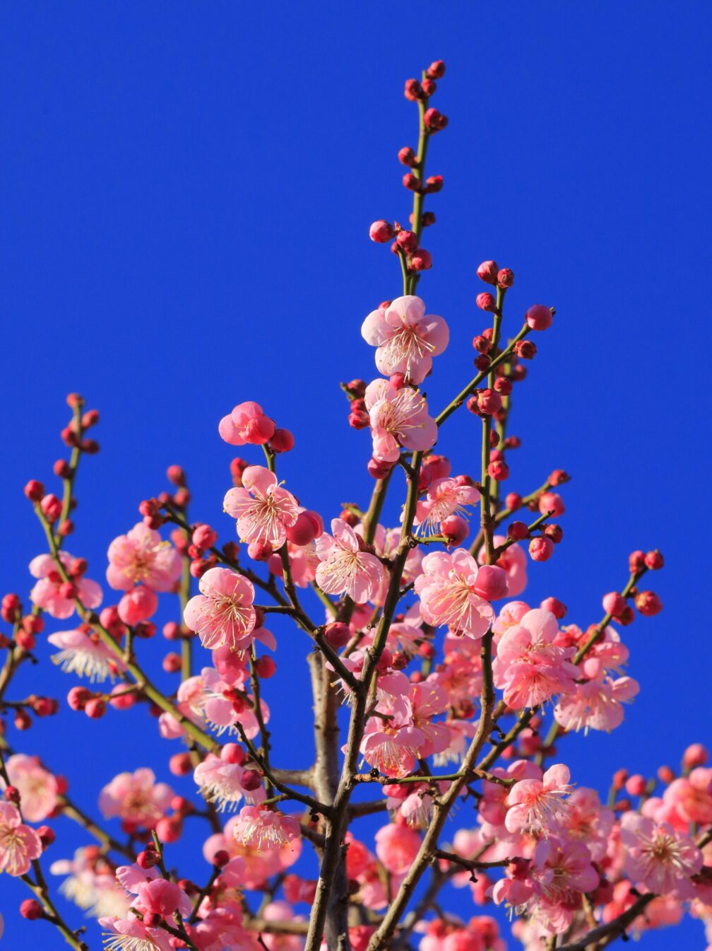 羽根木公園の綺麗な梅