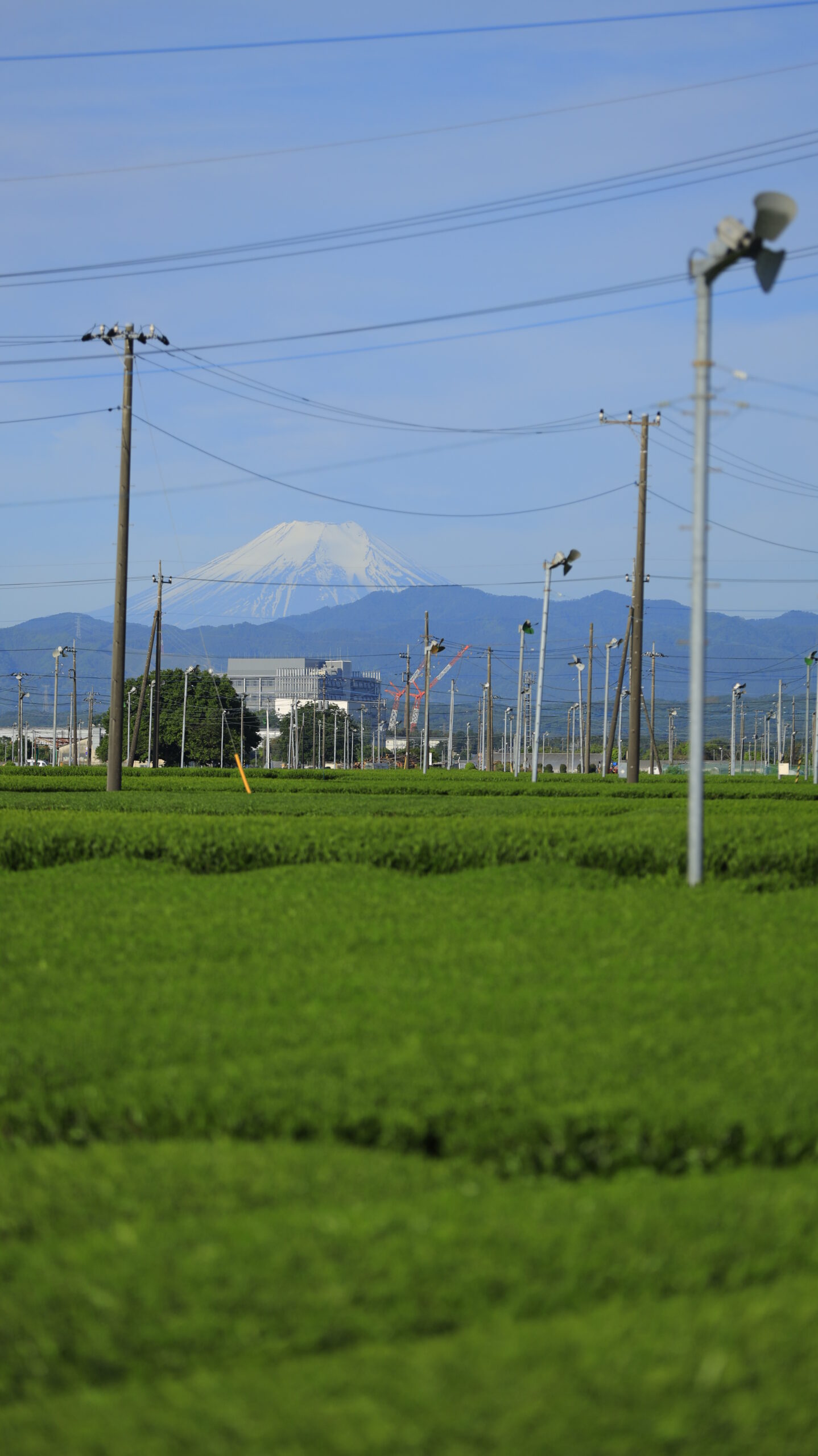 Sayama tea fields and Chasho Street, sunny early morning, view of the green of the tea fields and distant Mt.