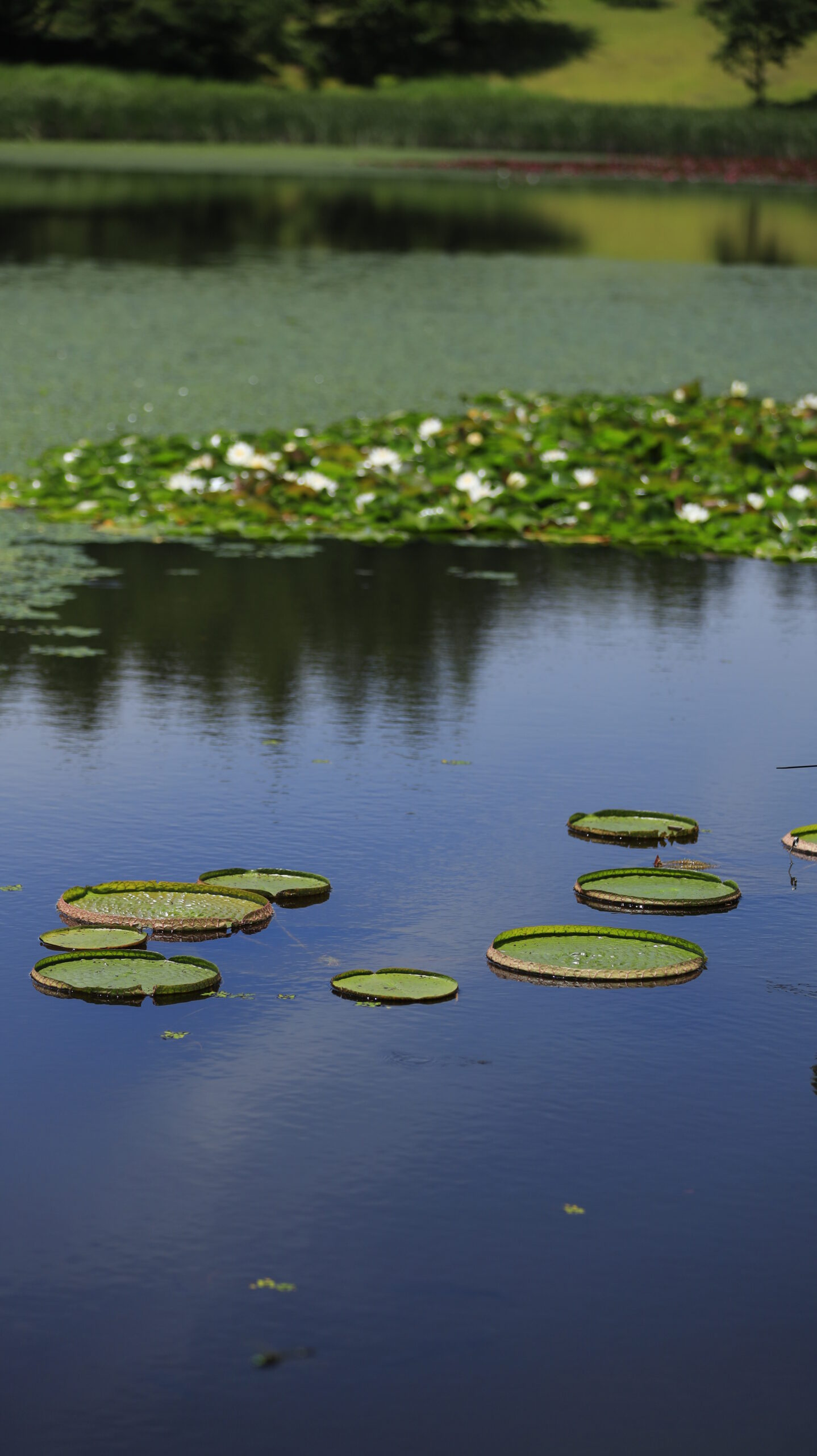 新潟県立植物園で池に浮くオニバスの葉っぱを離れた場所から撮影した写真