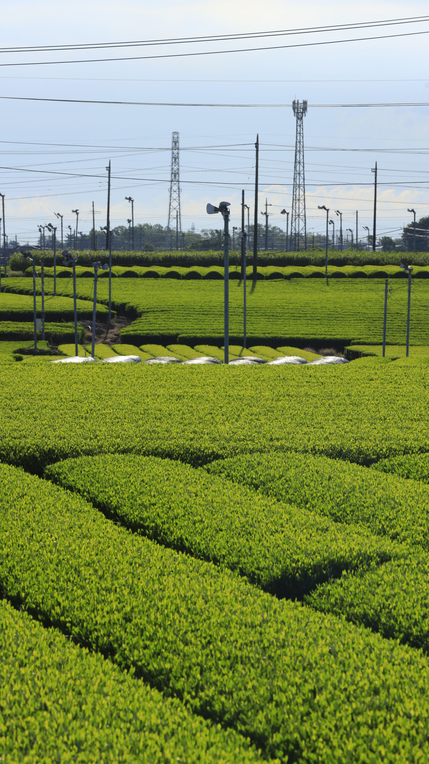 Backlit, orderly pattern of tea fields on Sayama Tea Field and Chasho Street