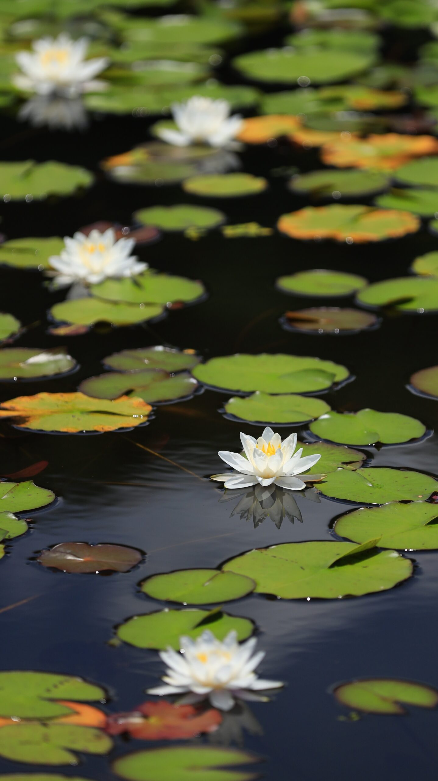 新潟県立植物園で池に咲く真っ白な睡蓮を横からローアングルで撮影した写真