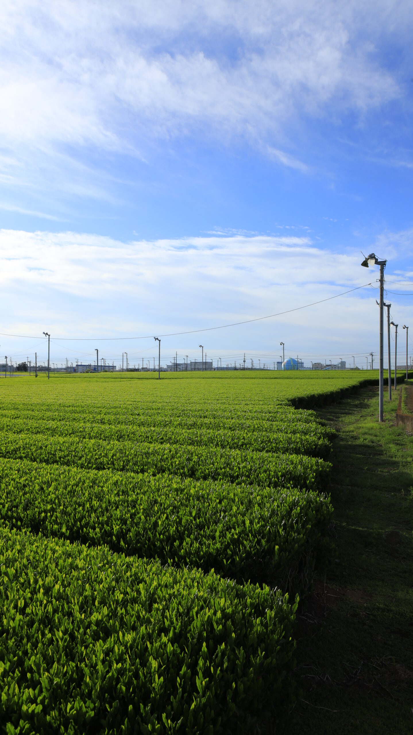 Wide-angle shot of Sayama tea plantation and Chasho Street with expanse of tea plantation and blue sky