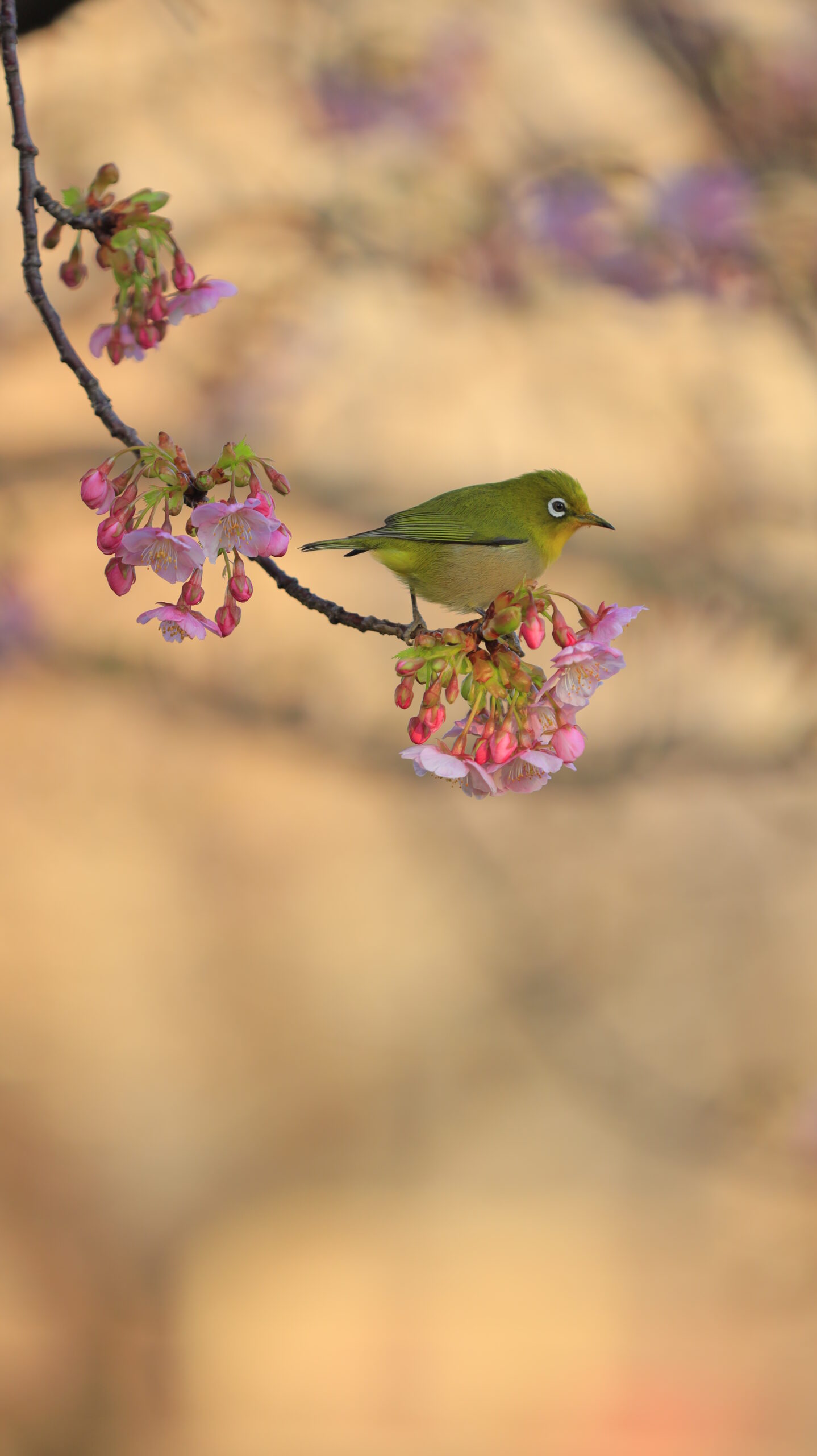 汐入公園で、朝の静けさの中で咲き始めの河津桜に訪れたメジロを写した一枚