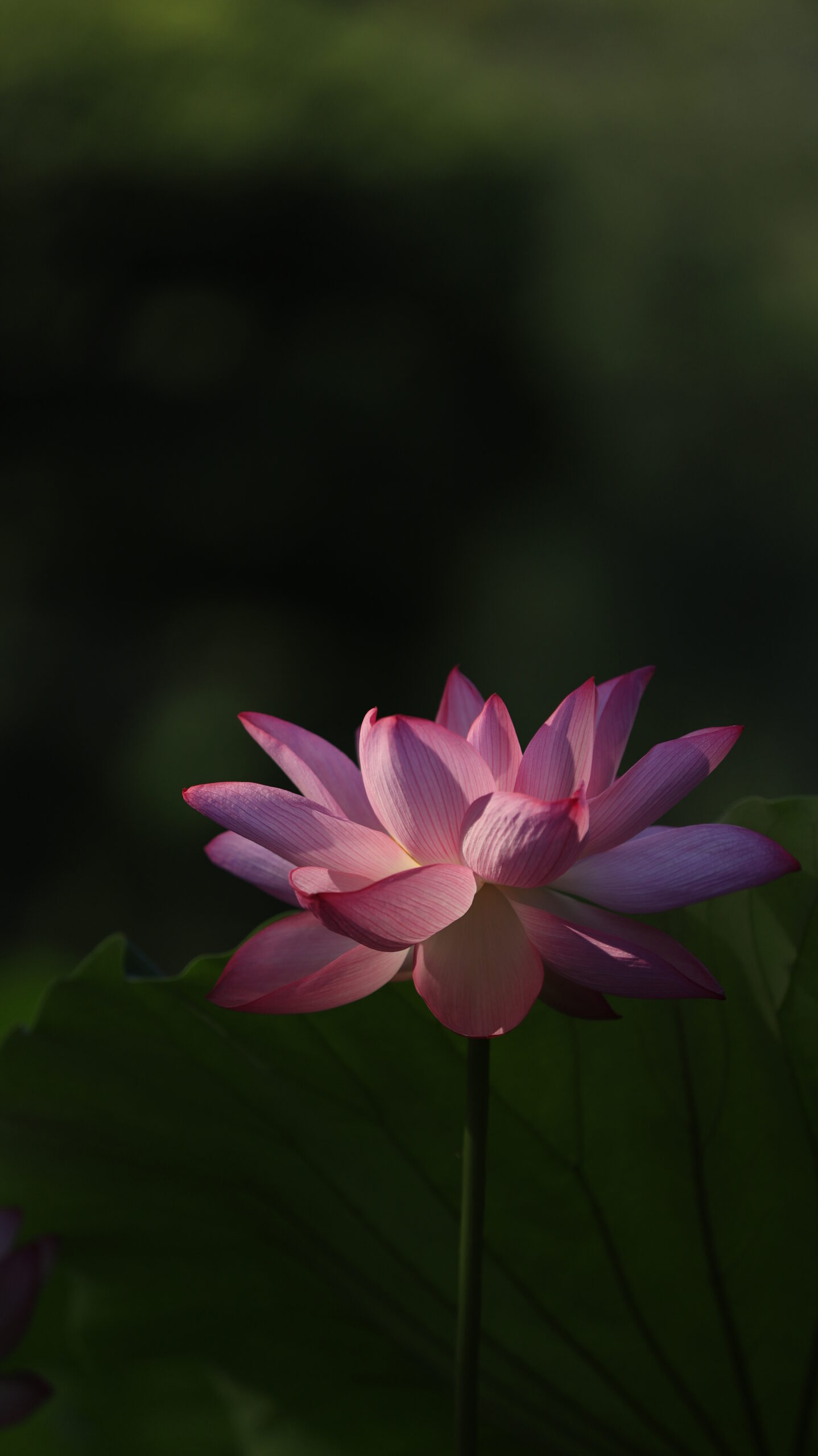 横浜・三渓園の木陰で、わずかな光を受けて浮かび上がる蓮の花